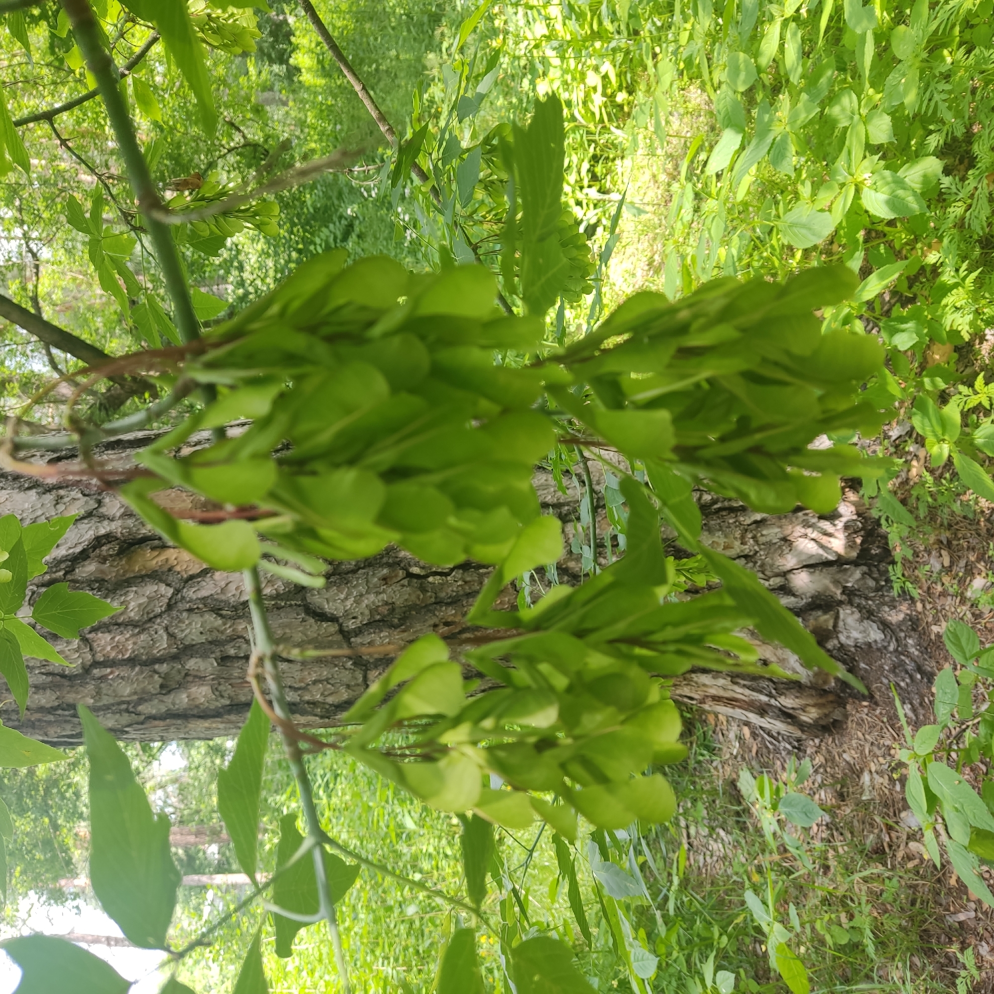 In an outdoor environment, a cluster of green samaras, commonly known as "helicopter seeds," hangs from a branch of a tree. The tree trunk, with its textured bark, is visible behind the samaras. The surrounding area is a dense forest with lush green foliage and dappled sunlight. The ground is covered with leaf litter and smaller plants. The image is a close-up view of the samaras and the tree, with the forest serving as a backdrop.