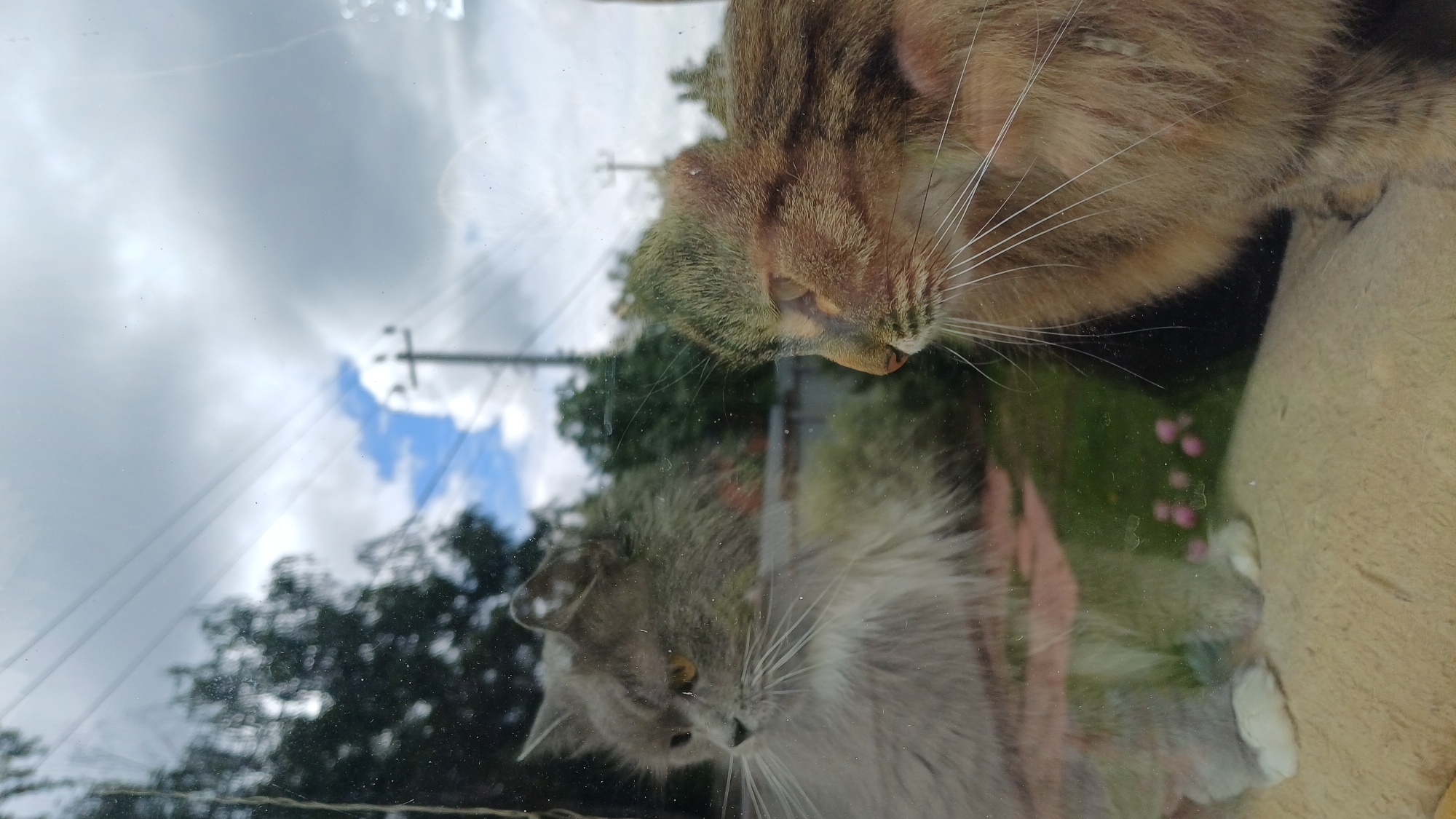 The image shows two cats looking through a window. One cat is brown and tabby, while the other is gray and fluffy. The window reflects the outside environment, including trees, a cloudy sky, and a power pole. There is no information to conclude that the scene is in the city of Timokhovo, Russia.