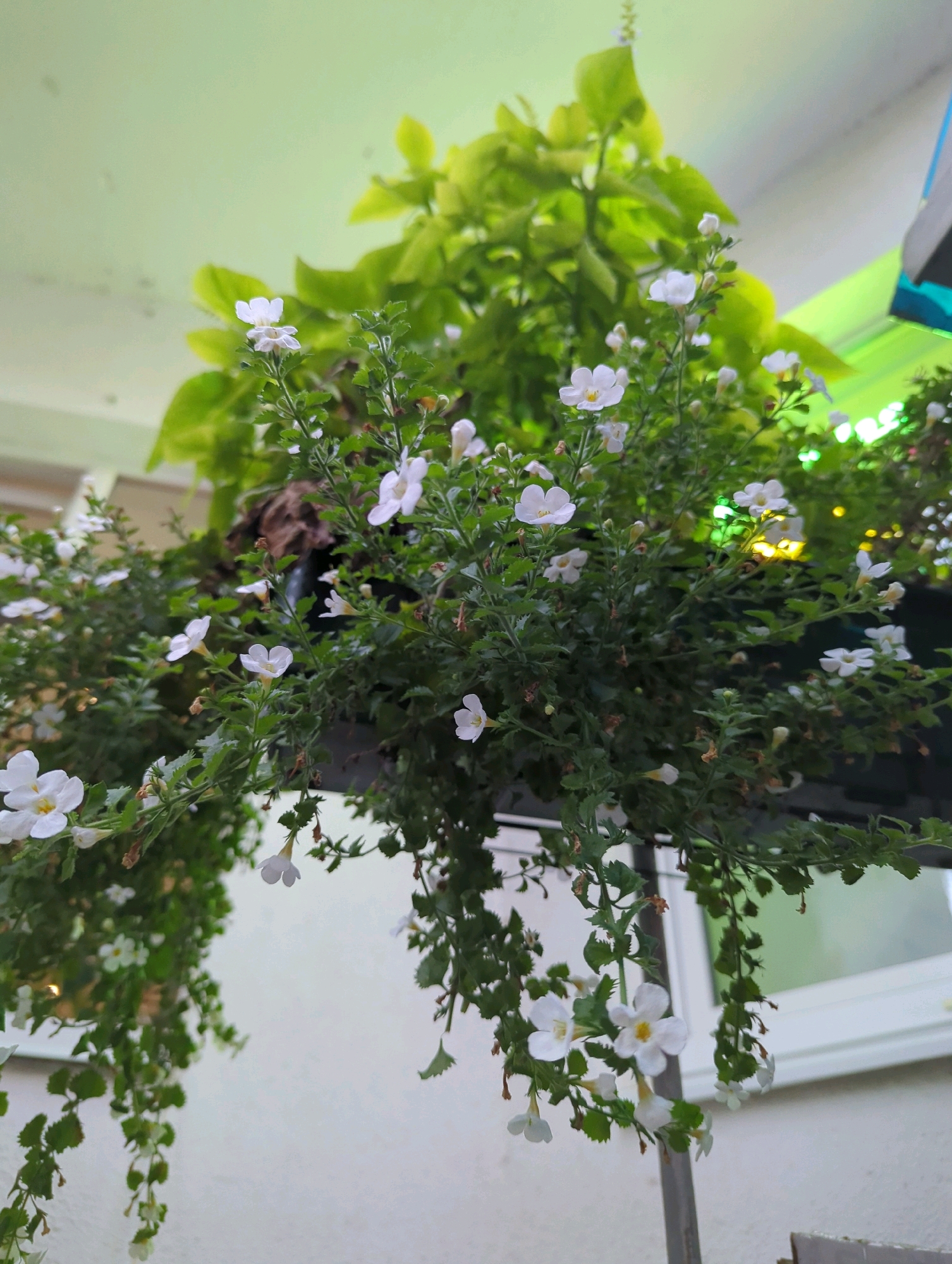 This image depicts a hanging basket filled with small white flowers and lush green foliage, possibly an ornamental plant like Bacopa. The basket is suspended from an overhead structure, likely a balcony or porch roof, which is painted a pale green. In the background, out of focus, is a building with a white wall and a window. The lighting suggests it is daytime, with a soft, diffused light illuminating the scene. There are no people visible in the image. The overall impression is one of a well-maintained, decorative outdoor space. The image does not contain any information that would allow for specific location identification within the city of Vladimir, Russia, or any other geographical area.