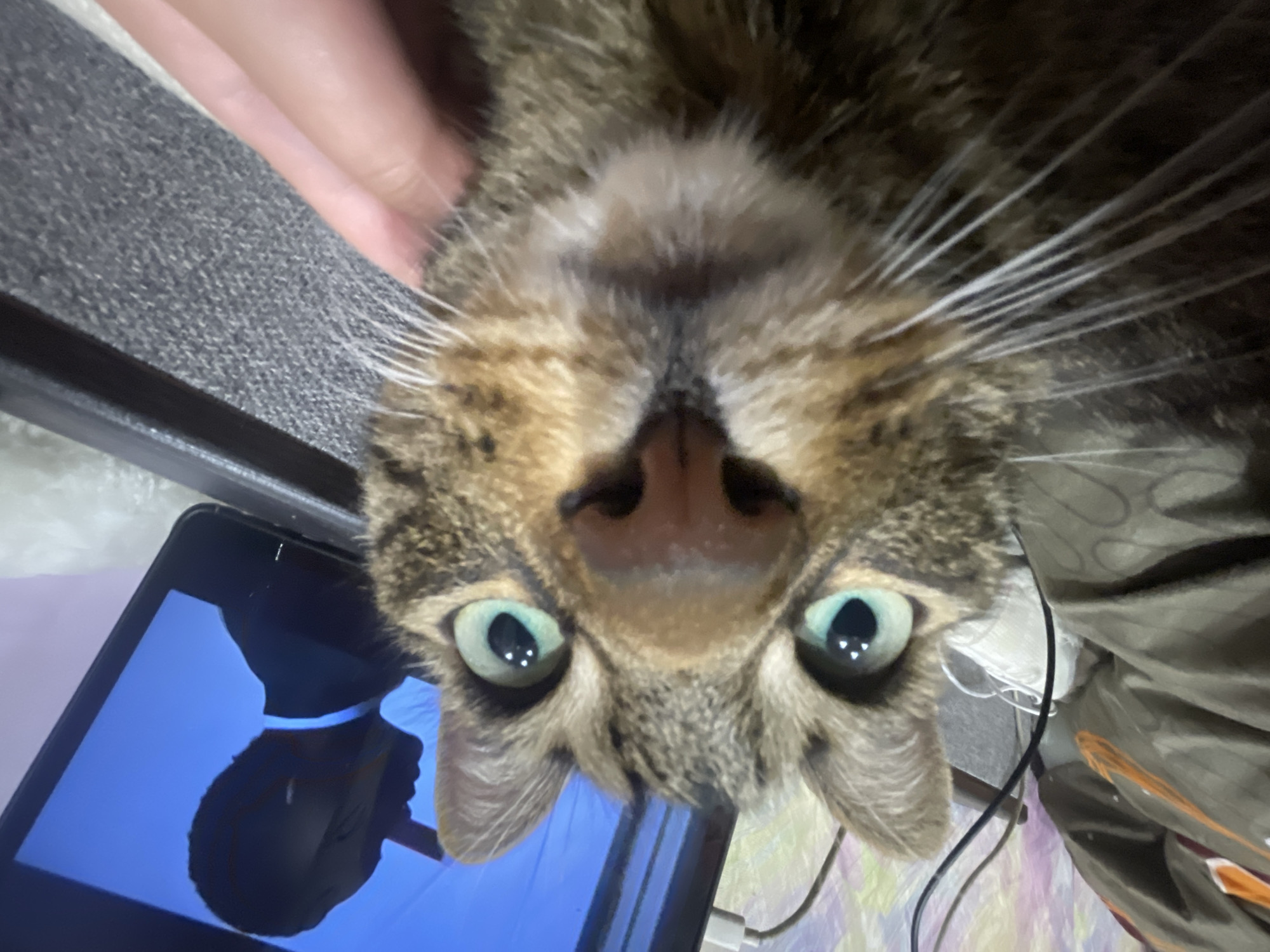 A close-up, low-angle selfie is taken by a tabby cat with large, bright green eyes. The cat's face fills most of the frame, with its nose and whiskers prominently featured. In the background, a tablet displays a silhouette of a person in a suit against a blue background. To the left of the cat, a brown blanket with an orange pattern and a white sneaker are visible. A hand is seen gently touching the cat's chin. The scene appears to be indoors, likely in a residential setting. No specific details about the city of ЖК «Борисоглебское», Russia, are discernible from the image.