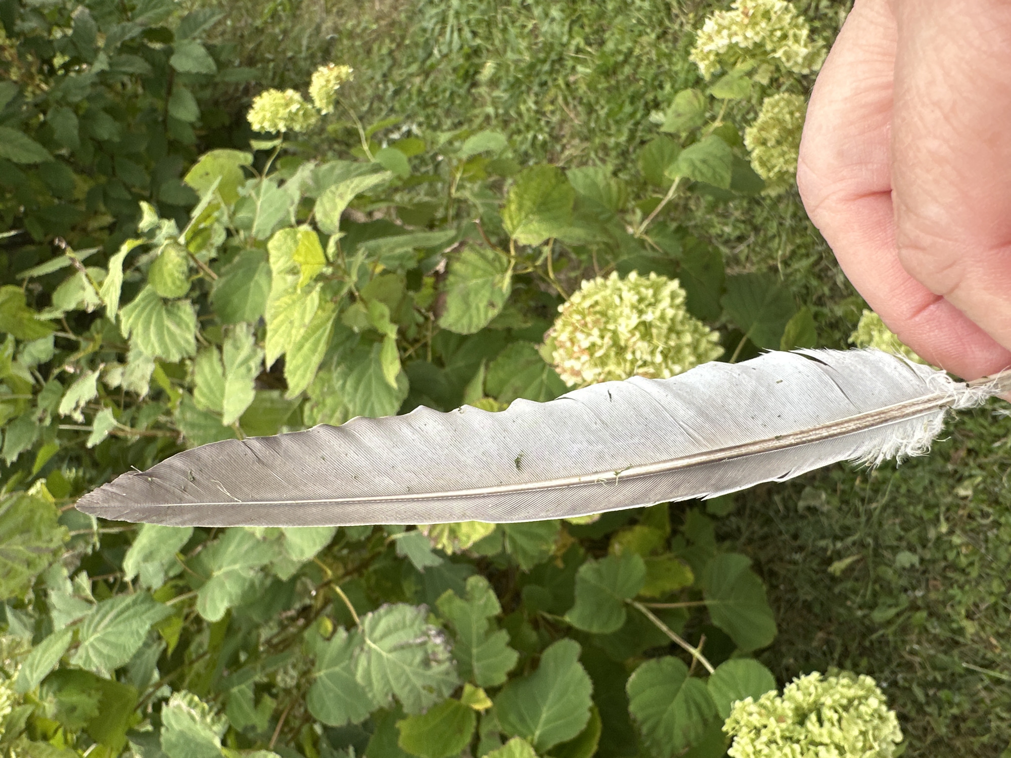 A hand is holding a grey feather in front of a blurred background of green leaves and small white flowers. There are no distinguishing features that would indicate a specific location in Podolsk, Russia. The feather is long and slender with a prominent central shaft and delicate barbs. A small insect is visible on the feather. The hand appears to be a light skin tone, and the fingernails are visible. The background is out of focus, making it difficult to discern specific details of the foliage.