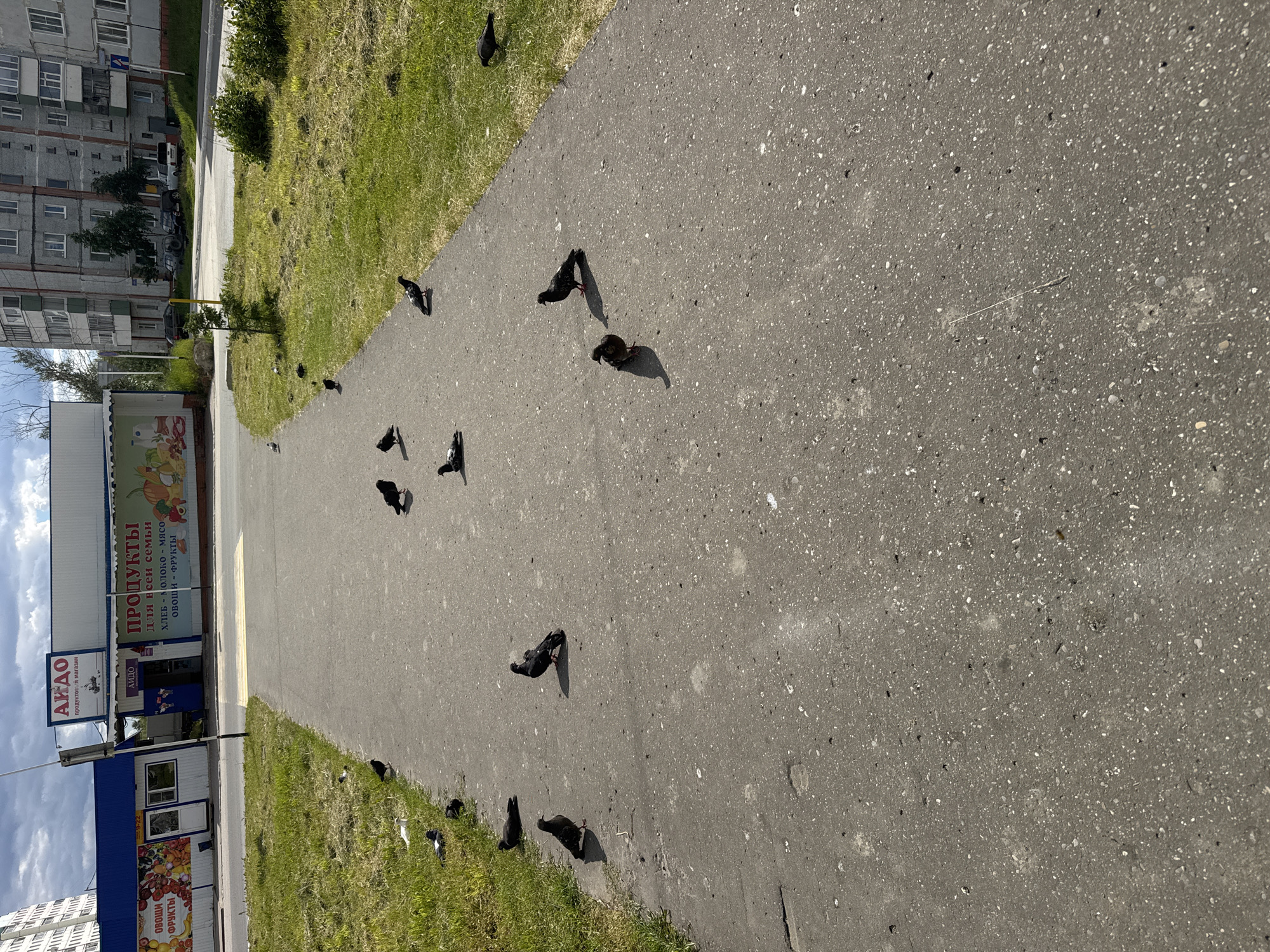 The image shows a paved walkway in front of a row of shops in Usinsk, Russia. The shops have banners advertising products and services. The walkway is populated by several pigeons, some of which are pecking at the ground. The walkway is bordered by a grassy area, and in the background, there are apartment buildings and parked cars. The sky is cloudy, suggesting overcast weather. The overall scene depicts an urban environment with signs of everyday life.