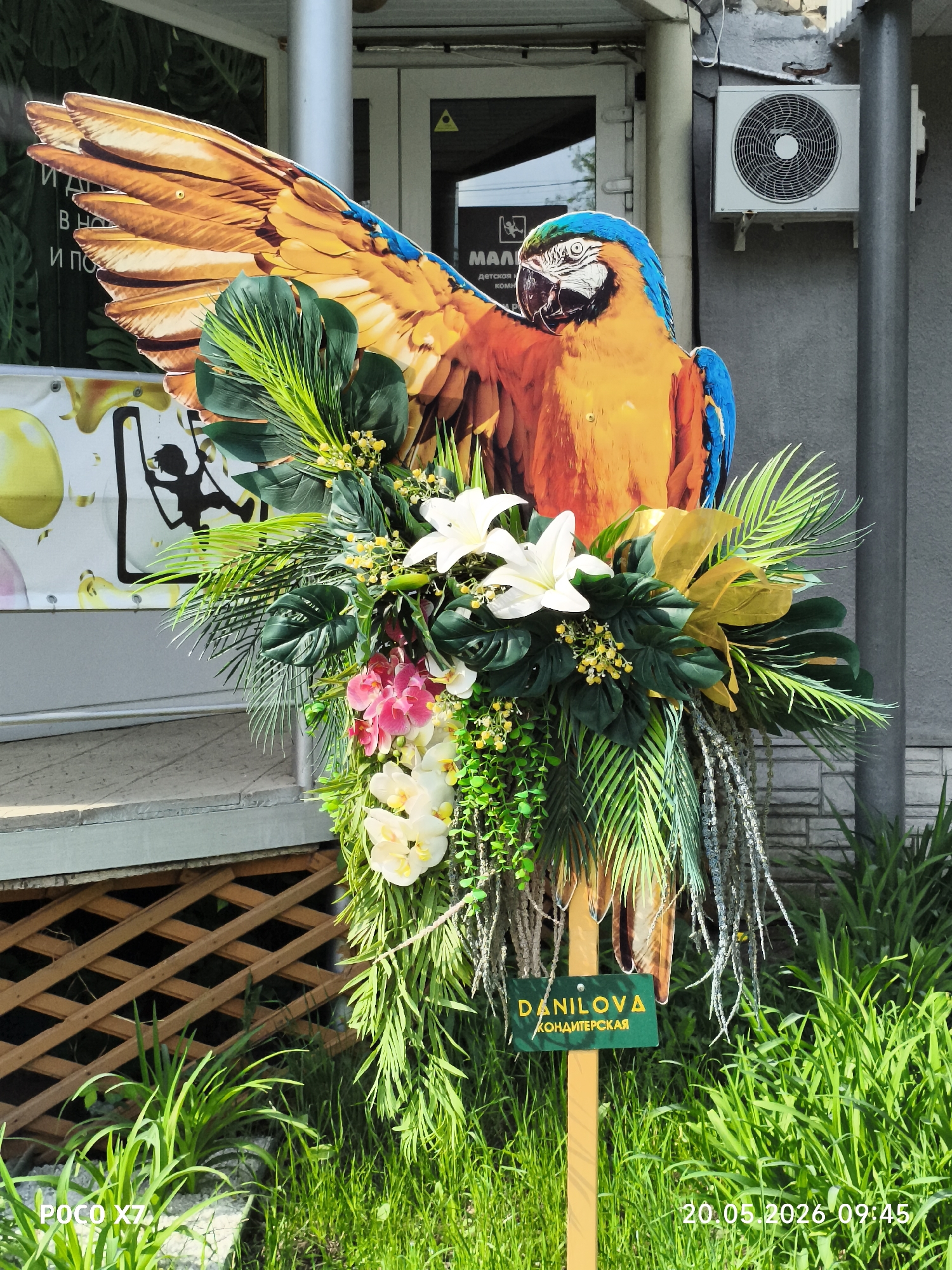 The image captures an advertisement for "Danilova Konditerskaya", a confectionary, situated in the city of Chaikovsky, Russia. An artificial display features a large colorful macaw parrot cut-out, surrounded by faux floral arrangements including lilies, orchids, and greenery. The display is affixed to a wooden post in a patch of green grass. In the background, there's a building facade with a glass door, and an air conditioning unit. The photograph was taken at 09:45 on May 20, 2026, as indicated by the timestamp in the bottom right corner.