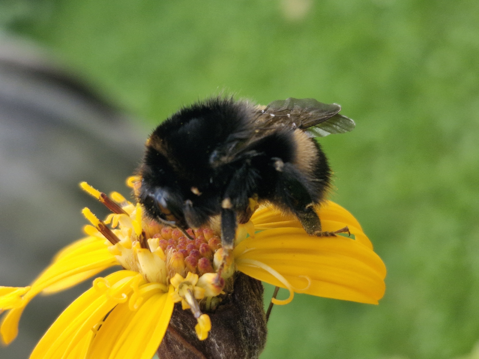 A close-up, eye-level shot focuses on a bumblebee with black and yellow stripes positioned on a bright yellow flower. The bee is actively engaged with the flower, its body angled downwards as it appears to be collecting nectar or pollen. Its fuzzy texture is visible, along with its transparent wings. The flower, characterized by its ray petals and a central disc area with reddish-brown stamen, is partially in focus. The background is blurred, with a soft green area suggesting foliage, and a muted gray blur above, possibly indicating a structure or distant object. The lighting appears natural, casting soft shadows and highlighting the details of the bee and flower. There is no visible indication of location within Klaipėda, Lithuania, as the image solely depicts the natural interaction between the insect and the plant, devoid of any urban or specific geographical markers.
