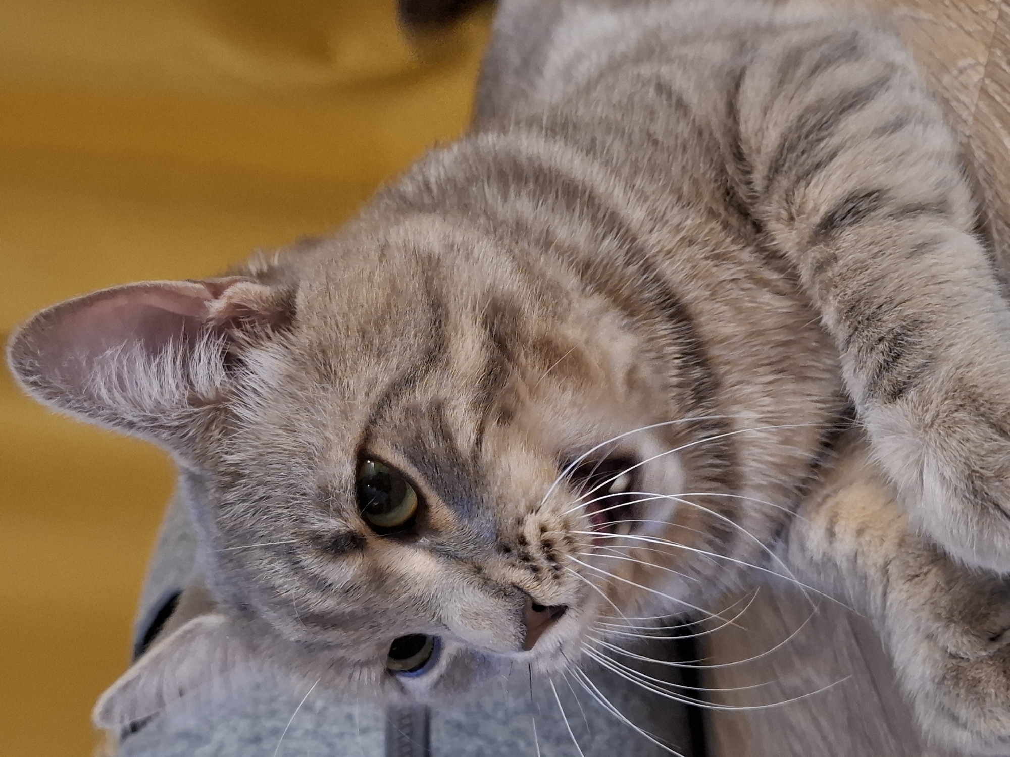 A close-up shot captures a grey tabby cat with green eyes and open mouth, revealing its tongue and teeth. The cat is lying on a wooden floor, with its whiskers fanned out. Behind the cat, a grey object is partially visible, and a yellow background completes the scene. The image does not contain information about its location in Zemun Urban Municipality, Serbia.