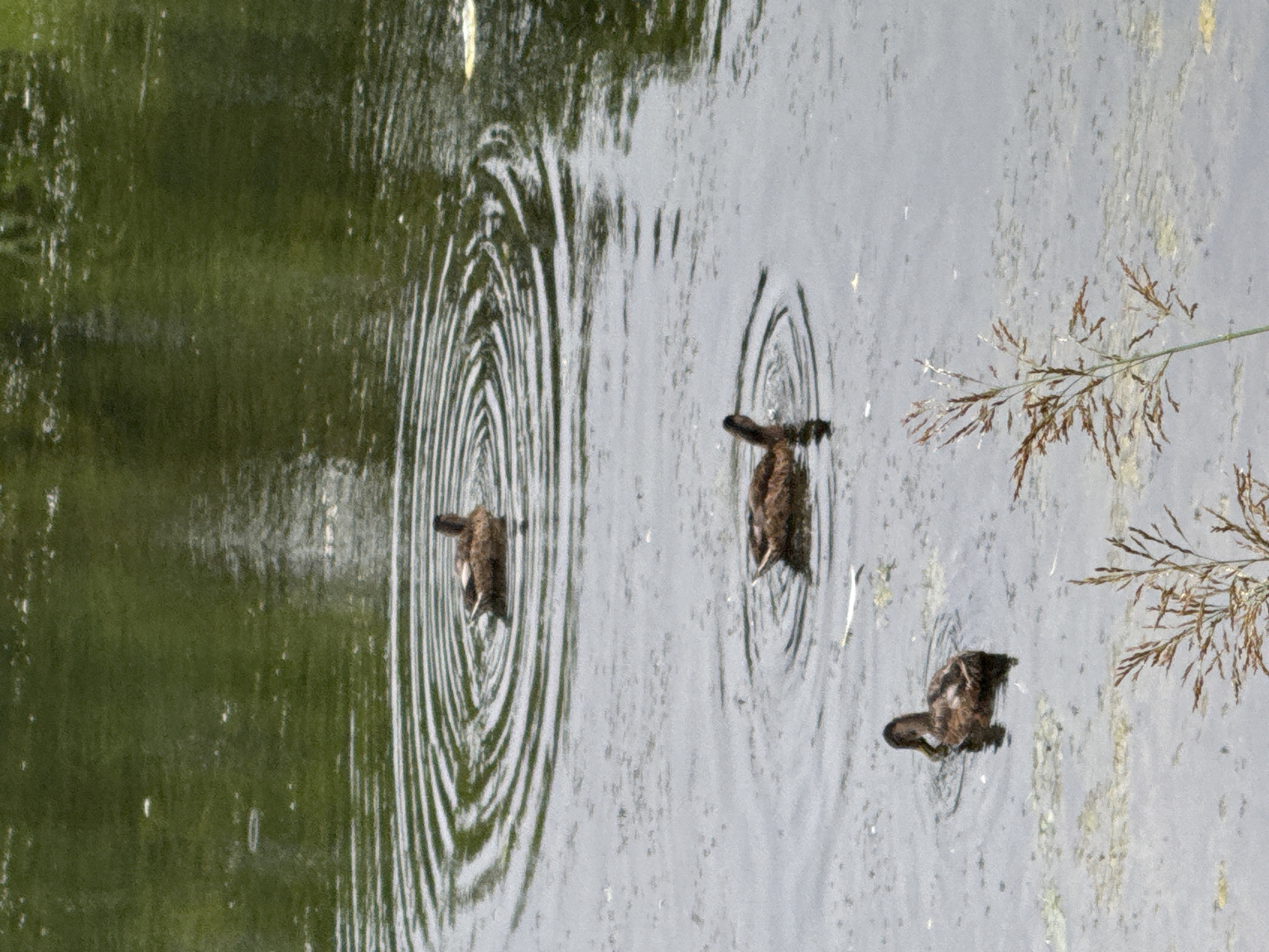 This media file shows three ducks swimming in a body of water. The water is murky and has ripples, indicating movement from the ducks and possibly wind. The left side of the image is dominated by a dark green, out-of-focus reflection of vegetation, suggesting the scene is near trees or other plants. On the right side of the image, a dry reed-like plant with feathery tops emerges from the water, partially obscuring the view and adding texture to the scene. The ducks are brown and appear to be actively swimming, with concentric ripples radiating outwards from their bodies. The overall lighting suggests it is daytime, possibly overcast, given the soft light and lack of strong shadows. The location is identified as Szczecin, Poland. There is no visible text in the image. The activity captured is a serene moment of wildlife in a natural or semi-natural aquatic environment.