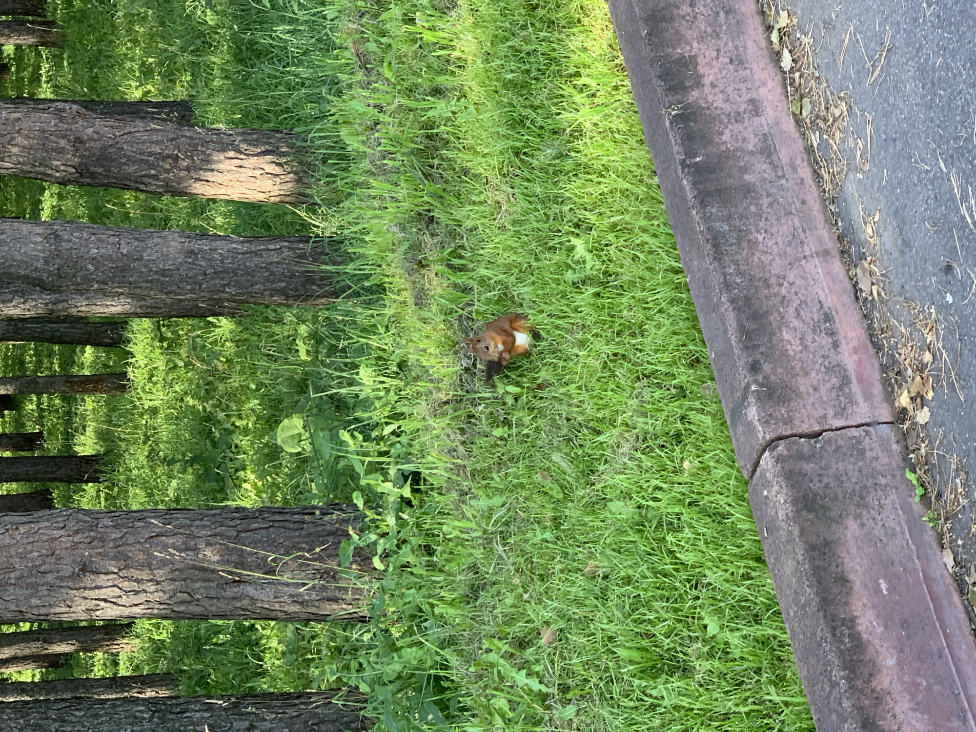 An adult Eurasian red squirrel with rust-colored fur and a white underside is seen sitting on lush green grass in a park-like setting. The squirrel is holding a small object in its paws and appears to be eating it. The background features a dense stand of pine trees with rough, dark bark, and dappled sunlight filtering through the foliage, suggesting a forest or wooded area within a city. In the foreground, a reddish-brown concrete curb runs parallel to an asphalt surface, indicating the edge of a pathway or road. The scene is consistent with a natural area found in Prokopyevsk, Russia, during daylight hours.