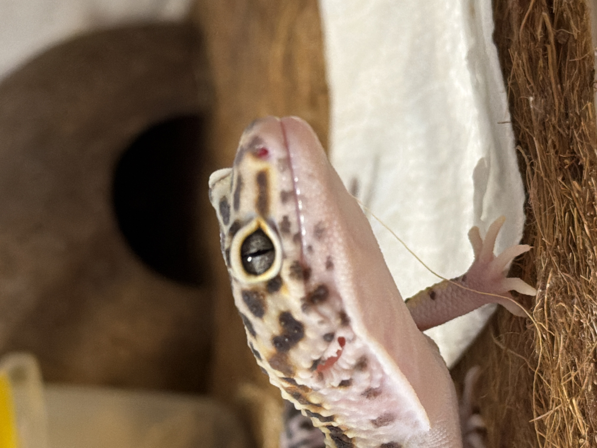 A close-up, upward-angled shot captures a leopard gecko within what appears to be an indoor enclosure. The gecko, positioned on the right side of the frame, is seen in profile, looking upwards and slightly to its left. Its head, part of its body, and one front leg are in sharp focus. The gecko displays typical leopard gecko patterning, with dark brown or black spots and bands on a lighter, cream or yellow-tan base skin. Its eye, with a distinctive vertical pupil, is clearly visible.
Two reddish marks are notable on the gecko's face: a small, bright red spot on its snout or nose area, and a more diffuse reddish patch on its lower jaw or chin. One of its delicate front feet, with distinct digits, is visible gripping a textured, fibrous material that resembles dried plant fibers or straw, located on the right edge of the frame. Behind the gecko and to its left, a smooth white surface is visible, possibly a soft lining within the enclosure. In the blurred background on the left, a dark, circular opening of a hide or den is apparent, alongside other indistinct brown and yellow elements. No specific time of day or outdoor weather conditions can be determined from the image. No text is visible.
