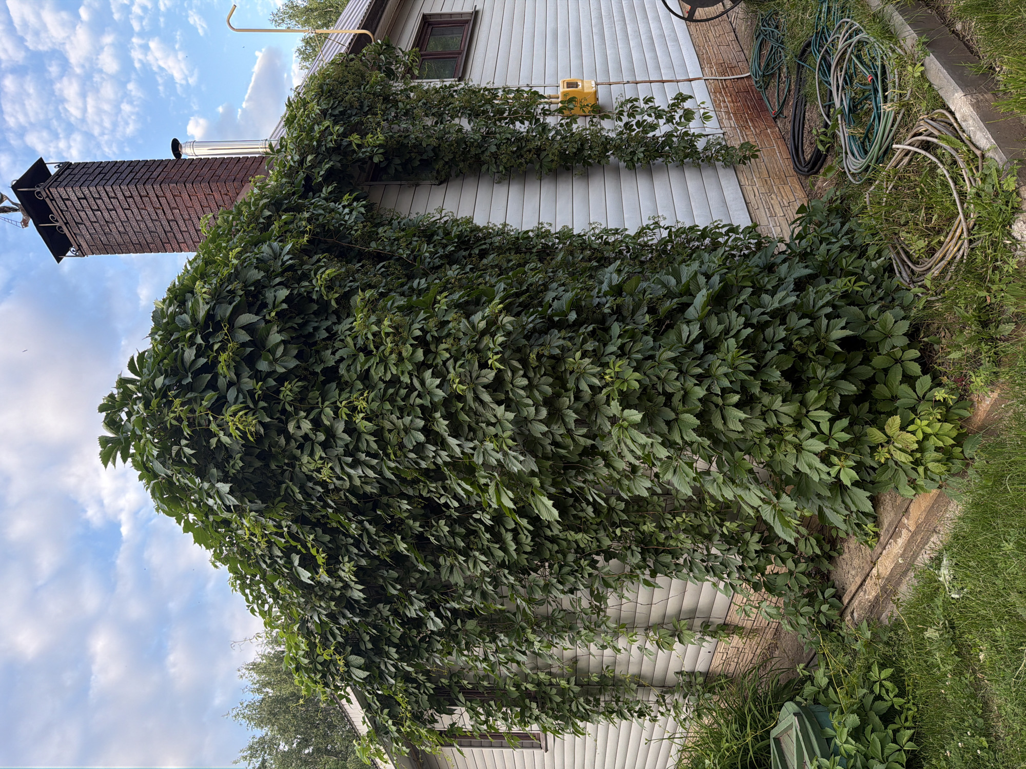 The image depicts the exterior of a single-story building, likely a house, in Chaikovsky, Russia. The building has light-colored siding and a dark-colored roof. A prominent feature is the extensive growth of lush green ivy covering a significant portion of the building's facade, including the corner and extending down the sides. A brick chimney with a metal cap stands tall on the roof. In front of the house, a patch of green grass is visible, along with several coiled garden hoses of various colors, resting on the ground near the building's foundation. A yellow gas meter is mounted on the exterior wall. The sky above is partly cloudy with a mix of blue sky and white clouds. The overall scene suggests a residential property in a suburban or rural setting.