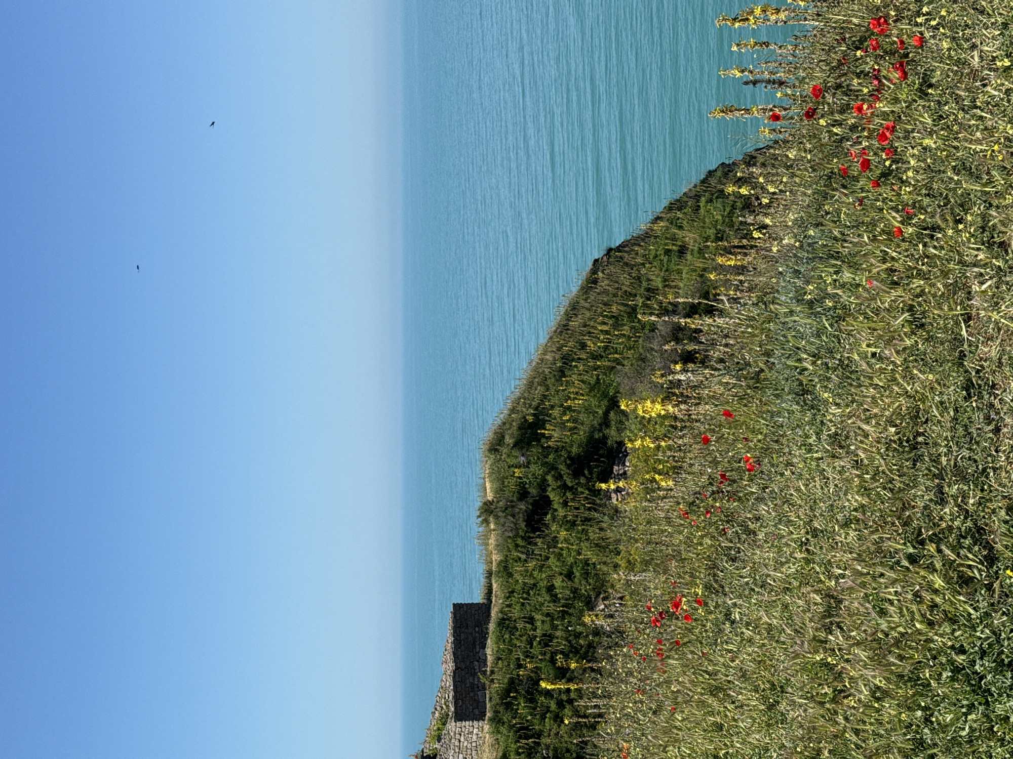 The scene depicts a cliffside view in Balgarevo, Bulgaria, overlooking the sea. Lush green vegetation covers the cliff, interspersed with red poppy-like flowers and yellow wildflowers. A partly obscured stone structure or wall is visible near the base of the cliff. The sea transitions from a light blue near the horizon to a deeper turquoise closer to the shore. The sky is a clear blue, with two dark, small, indistinct shapes that appear to be birds flying overhead.