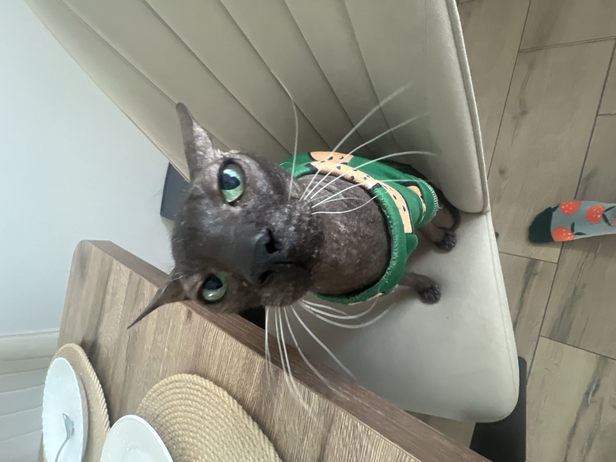 An indoor portrait captures a hairless cat sitting on a light-colored chair. The cat is facing the camera, with its green eyes looking directly at the viewer. It is wearing a green garment decorated with cartoonish orange and black figures, possibly watermelons. The cat's prominent white whiskers fan out from its muzzle. To the left of the cat and chair, a wooden dining table is visible, set with two white plates and a spoon on one of them, both resting on woven placemats. The background consists of a light-colored wall and wooden flooring. A pair of grey socks with red strawberry patterns are visible on the floor in the lower right portion of the image. The scene is likely a residential interior.
