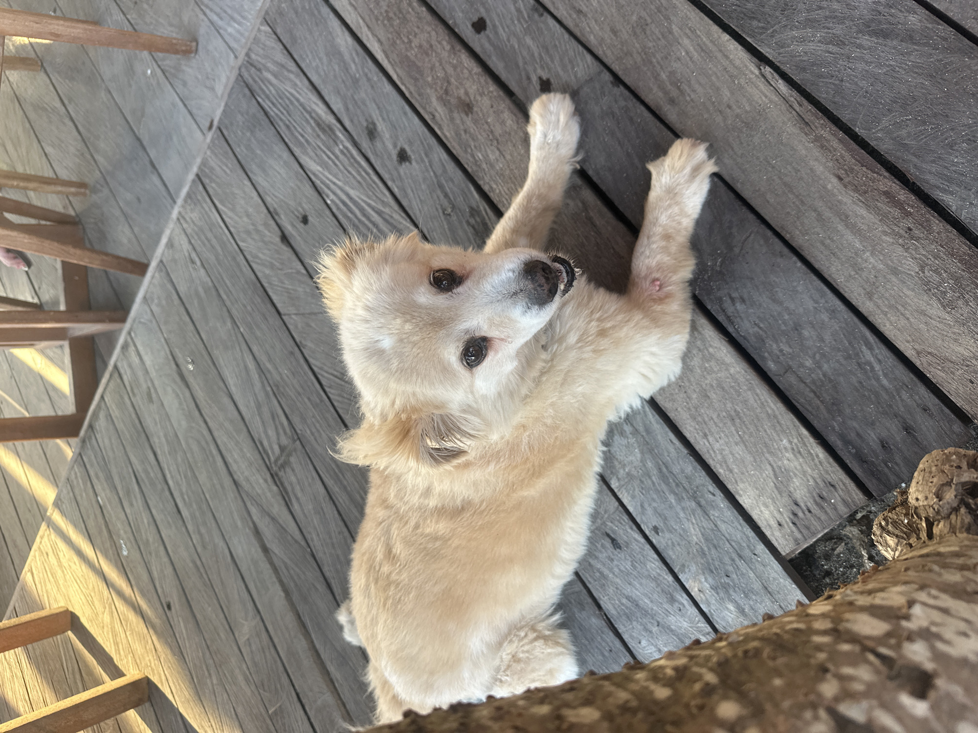 In North Kuta, Indonesia, a light-colored dog with fluffy fur lies on a weathered wooden deck. The dog is positioned in the center of the frame, facing the camera with its head slightly tilted. Sunlight casts long shadows across the wooden planks, indicating it is likely late afternoon or early morning. In the background, wooden table legs and part of a chair are visible, suggesting an outdoor seating area, possibly a restaurant or cafe. A portion of a tree trunk is present in the lower left corner of the image. The dog appears relaxed, with its mouth slightly open.