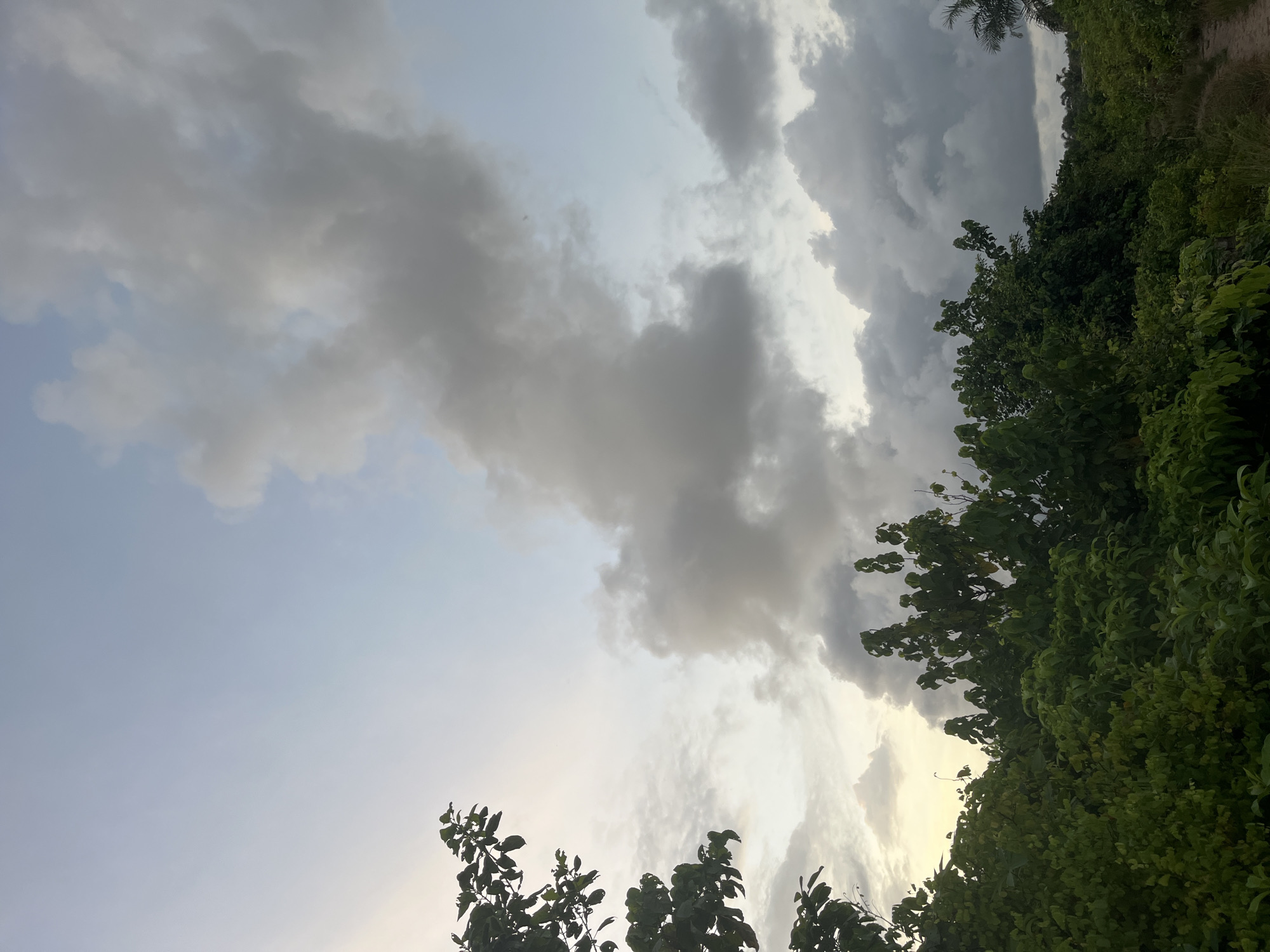 The image presents a view of the sky filled with grey and white clouds, with foliage from trees visible along the bottom and right edges of the frame. The sky varies in tone, with lighter sections suggesting the presence of the sun. The setting appears to be outdoors, but specific details about the exact location are not discernible.