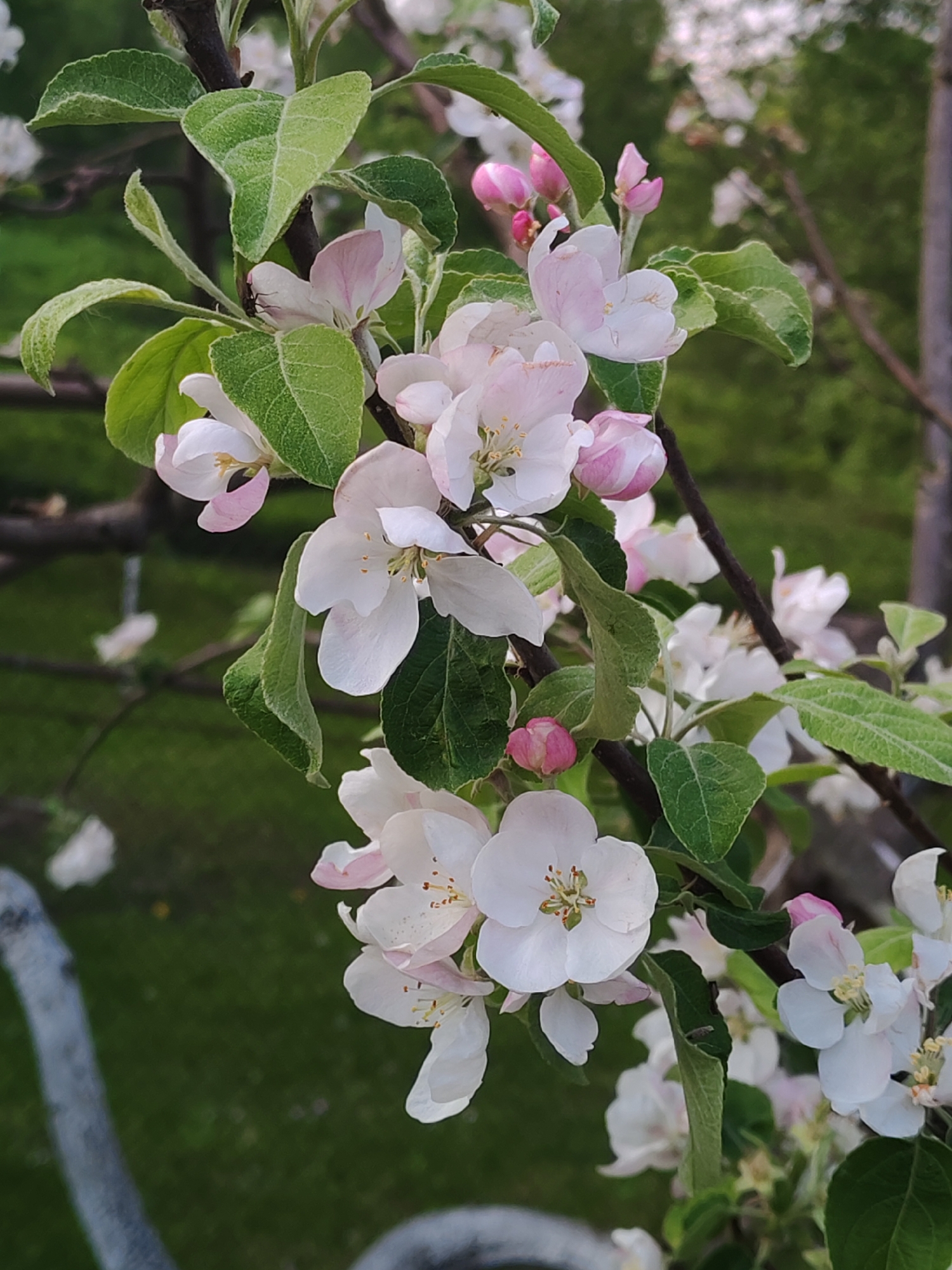 A close-up captures the blooming flowers of a tree, likely in the springtime, with the specific species not readily discernible without expert botanical knowledge. The flowers are predominantly white with subtle pink hues, some still in bud form, interspersed with green leaves. The tree branches are visible, providing structure to the floral display. The background suggests an outdoor setting with greenery, possibly a garden or park within the city of Unknown, Unknown. A white structure is visible on the lower left, it could be a bench or a similar feature in the landscape. The focus is sharp on the flowers and leaves, while the background is slightly blurred.