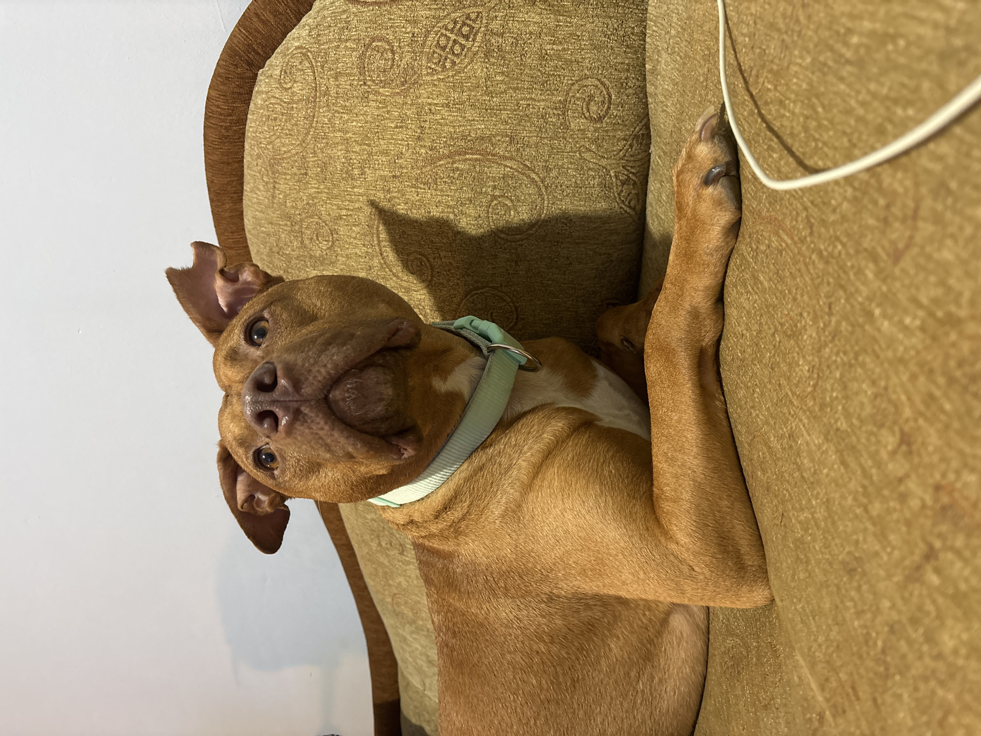 A brown, short-haired dog with a light green collar is lying upside down on a tan upholstered couch. The dog is looking at the camera with its head tilted. The couch has a decorative pattern on the back and armrest. A white wall is visible in the background on the left. A white cord is lying on the couch near the dog's paw. The location is not discernible from the image.