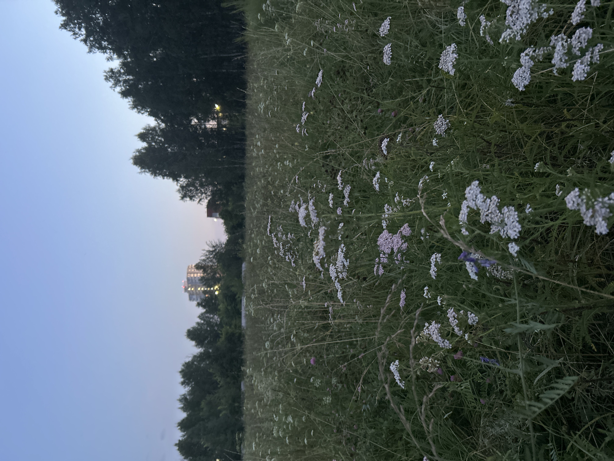 An outdoor, medium-shot, eye-level, vertical photograph captures a field of wildflowers and tall grass under a pale blue twilight sky. In the background, a dense line of dark green trees runs horizontally across the image. Beyond the trees, a tall, multi-story building with illuminated windows stands against the sky. The foreground is dominated by the field, with numerous small white and pink wildflowers and blades of grass filling the frame. The lighting suggests dusk or dawn. There are no people or animals visible in the image.