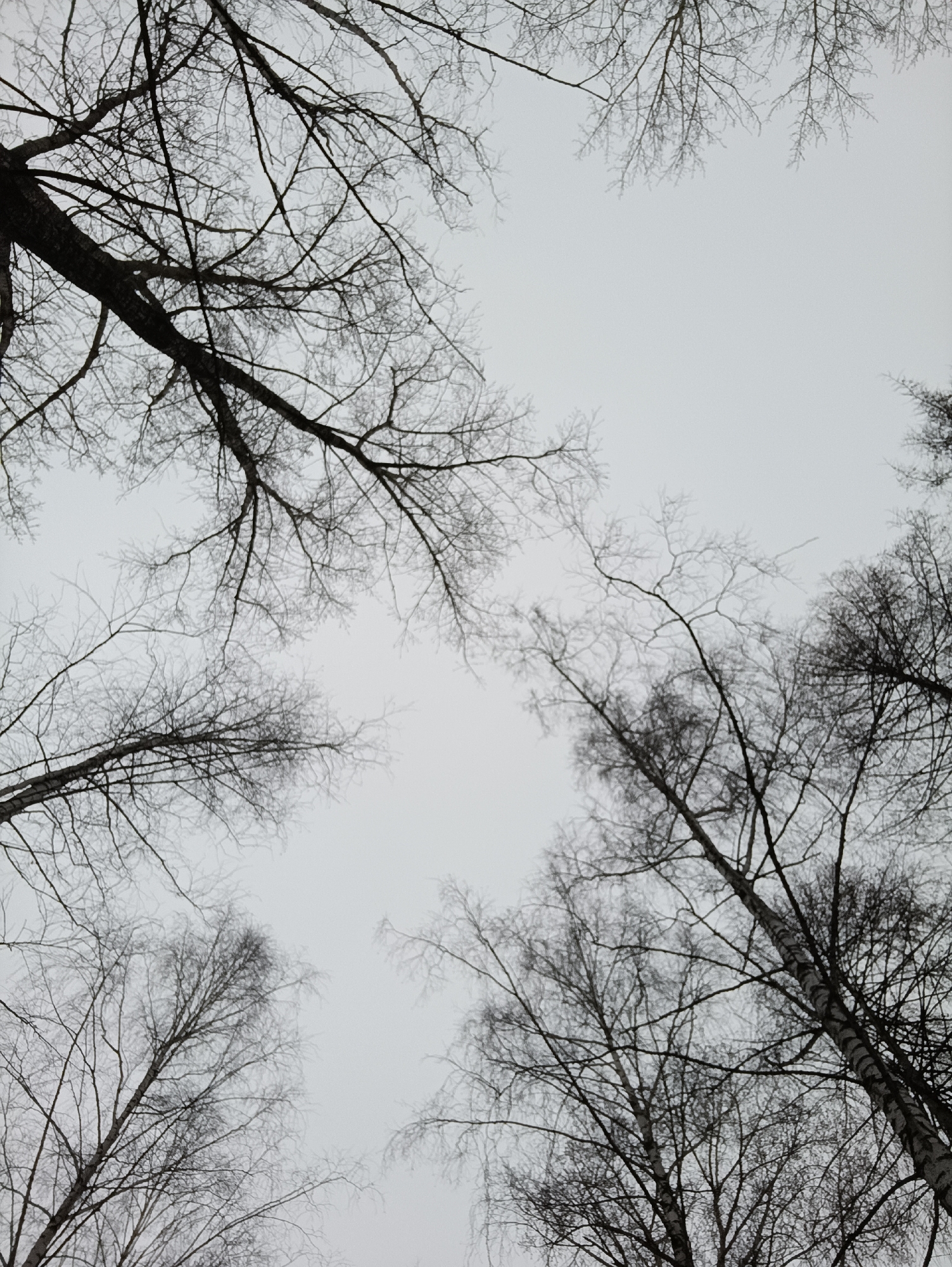The image is a monochrome, low-angle shot looking up at several bare trees against a light gray sky. The trees are leafless, with intricate patterns of branches and twigs silhouetted against the sky. Some of the tree trunks are visible. The scene evokes a sense of winter. No people or other objects are visible. The provided location of Chaikovsky, Russia, suggests a cold-weather environment and typical deciduous trees for that region.