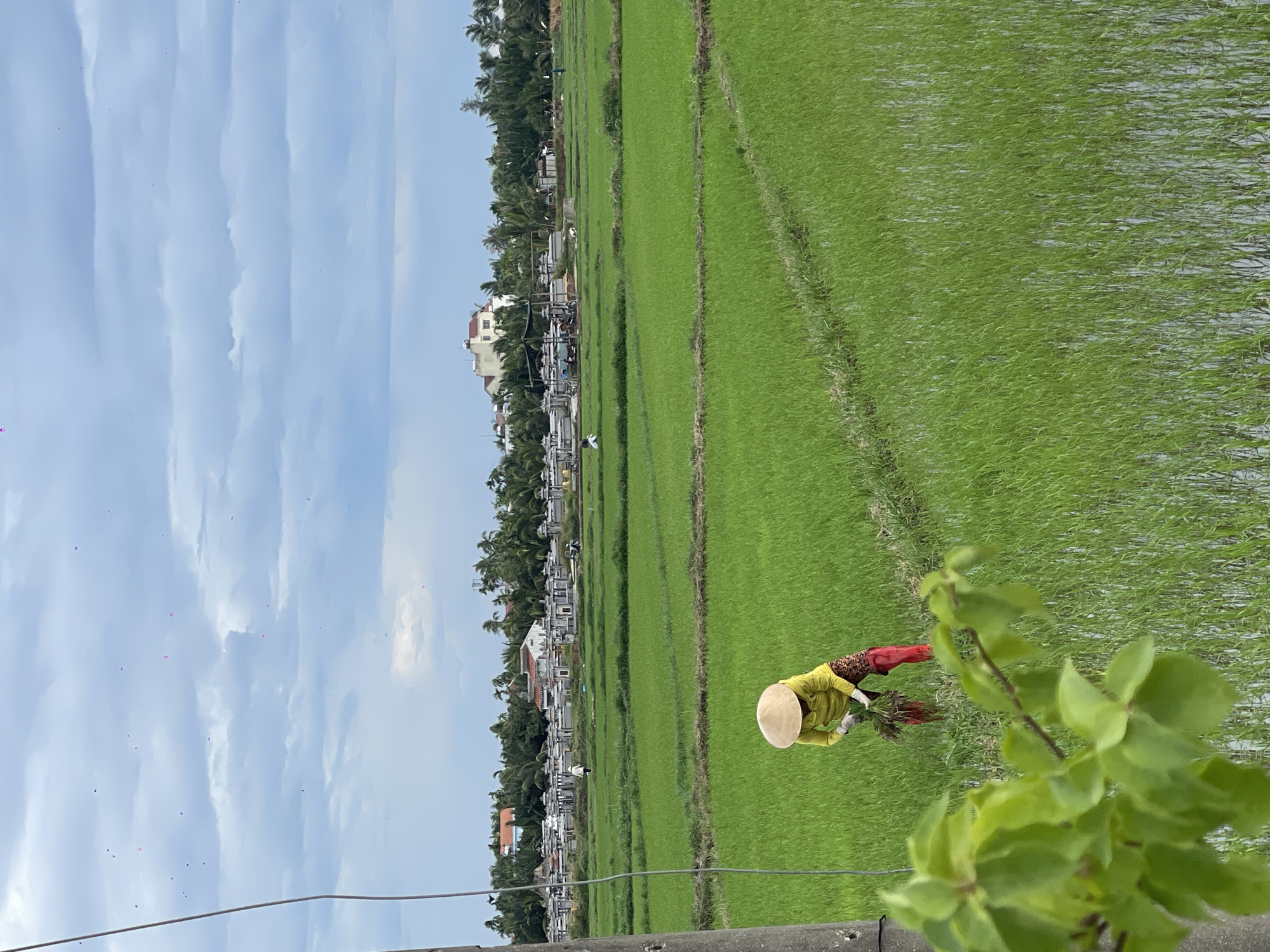 In a lush green rice paddy in Hoi An, Vietnam, a lone farmer, clad in a conical hat, yellow long-sleeved shirt, and patterned red pants, bends over to plant seedlings. The vast expanse of the rice field stretches towards a distant treeline, beyond which lies a cemetery dotted with white structures and a few buildings with red tile roofs. The sky above is a canvas of dramatic clouds, with subtle hints of pink scattered throughout, possibly from distant lanterns or kites. A utility pole stands on the left, partially obscuring a foreground of leafy green foliage. Several other individuals are visible in the background, engaged in activities within the cemetery and the fields. The overall scene depicts a rural agricultural landscape on an overcast day.