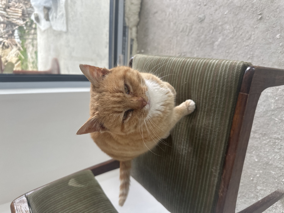 An orange tabby cat with a white chest and paws is seated on an olive-green upholstered wooden chair inside a structure located in Velichkovo, Bulgaria. The cat faces slightly forward, with its eyes partially closed and its right front paw extended. The chair features a dark-stained wooden frame and an olive-green fabric seat and backrest with horizontal ribbing. The interior floor is concrete, and a plain white wall is visible to the left. To the right of the cat, a large window or glass door with a light-colored frame reveals an outdoor area. The exterior view includes a concrete ground surface, sparse dry vegetation, and piles of wood or construction debris in the mid-distance. A blurry human leg, wearing a light-colored shoe or slipper, is partially visible outside the window. The overall setting is consistent with an interior room under renovation or a utility space adjacent to an outdoor yard.