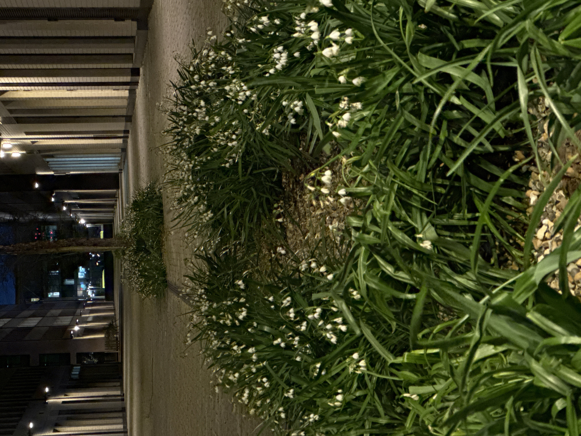 The image captures a night scene in London, United Kingdom, likely in a pedestrian area adjacent to modern architecture. The dominant features are the rows of green plants with small white flowers lining the walkway. To the left, a contemporary building with a geometric facade is illuminated by lamplight, extending into the distance. The ground is paved, and the overall lighting suggests dusk or night. There are no visible people, and the focus is on the interplay between the urban landscape and the natural elements.