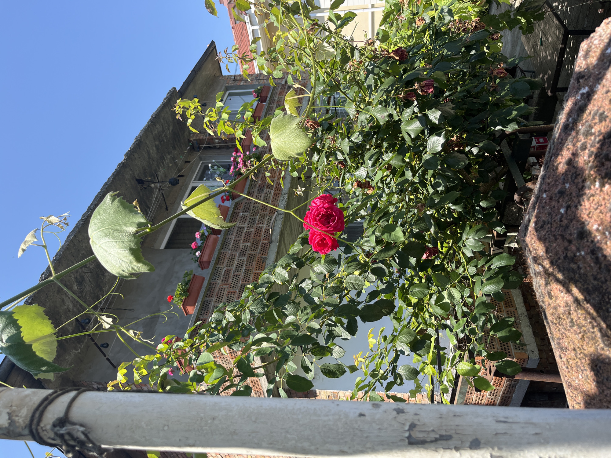 An outdoor, eye-level shot captures a close-up view of vibrant pink roses in full bloom, their petals unfurling against a backdrop of lush green foliage. These roses are situated in the foreground, drawing the viewer's eye. Behind them, a brick building with a balcony adorns its exterior, with several planters housing colorful flowers arranged along the balcony's edge. A clear blue sky dominates the upper portion of the image, suggesting a bright, sunny day. The scene is set in the city of Obzor, Bulgaria, with elements of its architecture and natural beauty evident.