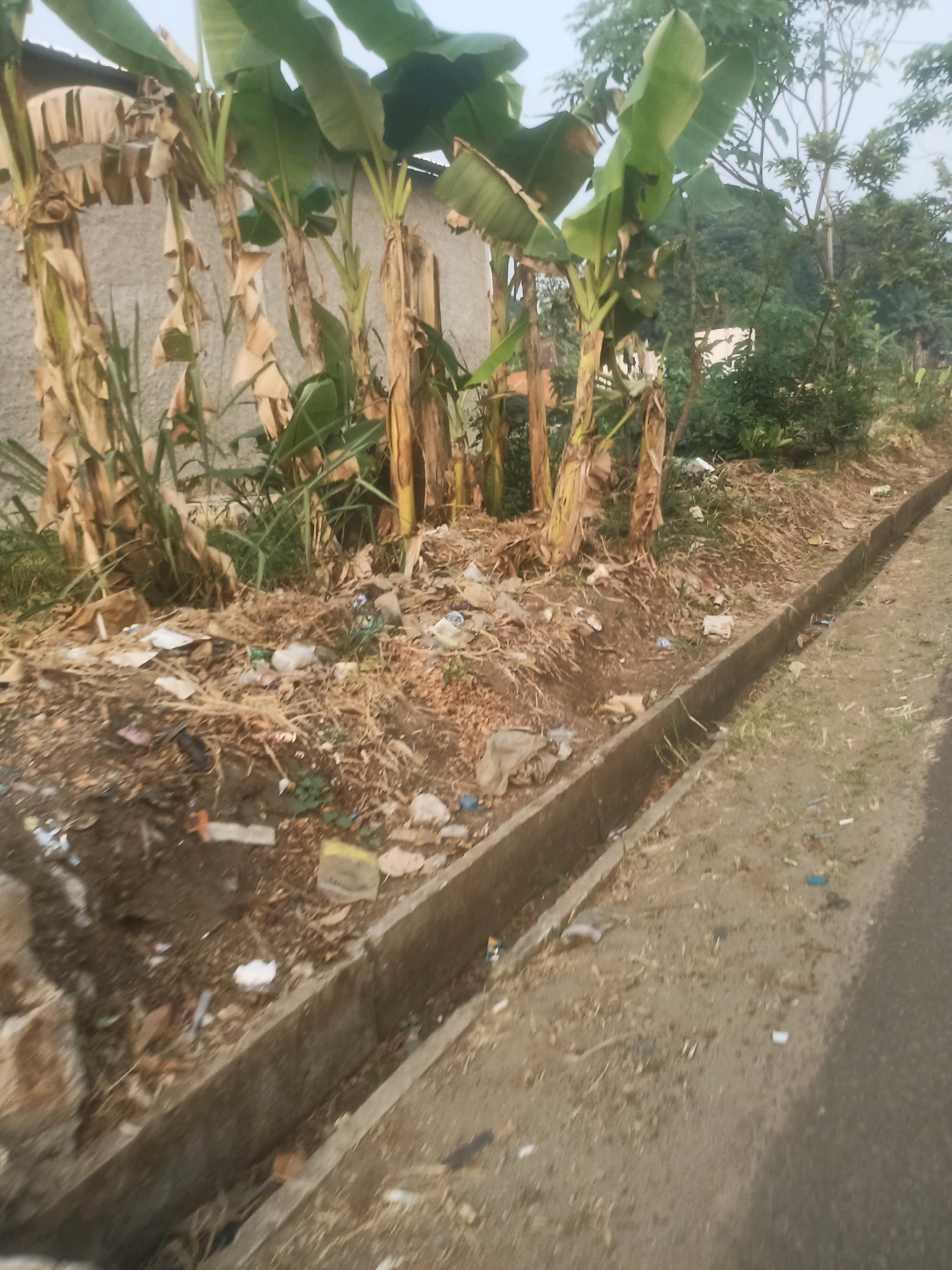 A low-angle, moderately blurred, eye-level medium shot depicts a roadside drainage ditch filled with debris and surrounded by banana trees. The ditch runs from the bottom left to the middle right of the frame. The ditch itself is constructed of concrete and contains various pieces of trash, including plastic wrappers and bags, paper, and organic matter. The surrounding ground is dry and covered with a similar mix of trash and dried leaves. To the left of the ditch are several banana trees with dried, brown leaves and green fronds. Behind the trees, a light-colored wall is visible, possibly a building. To the right of the ditch is a paved road, its surface appearing grey and worn. The background consists of lush green trees and foliage, suggesting a semi-urban or rural environment. The sky is overcast and light-colored. The scene appears to be located in Ciseeng, Indonesia.
