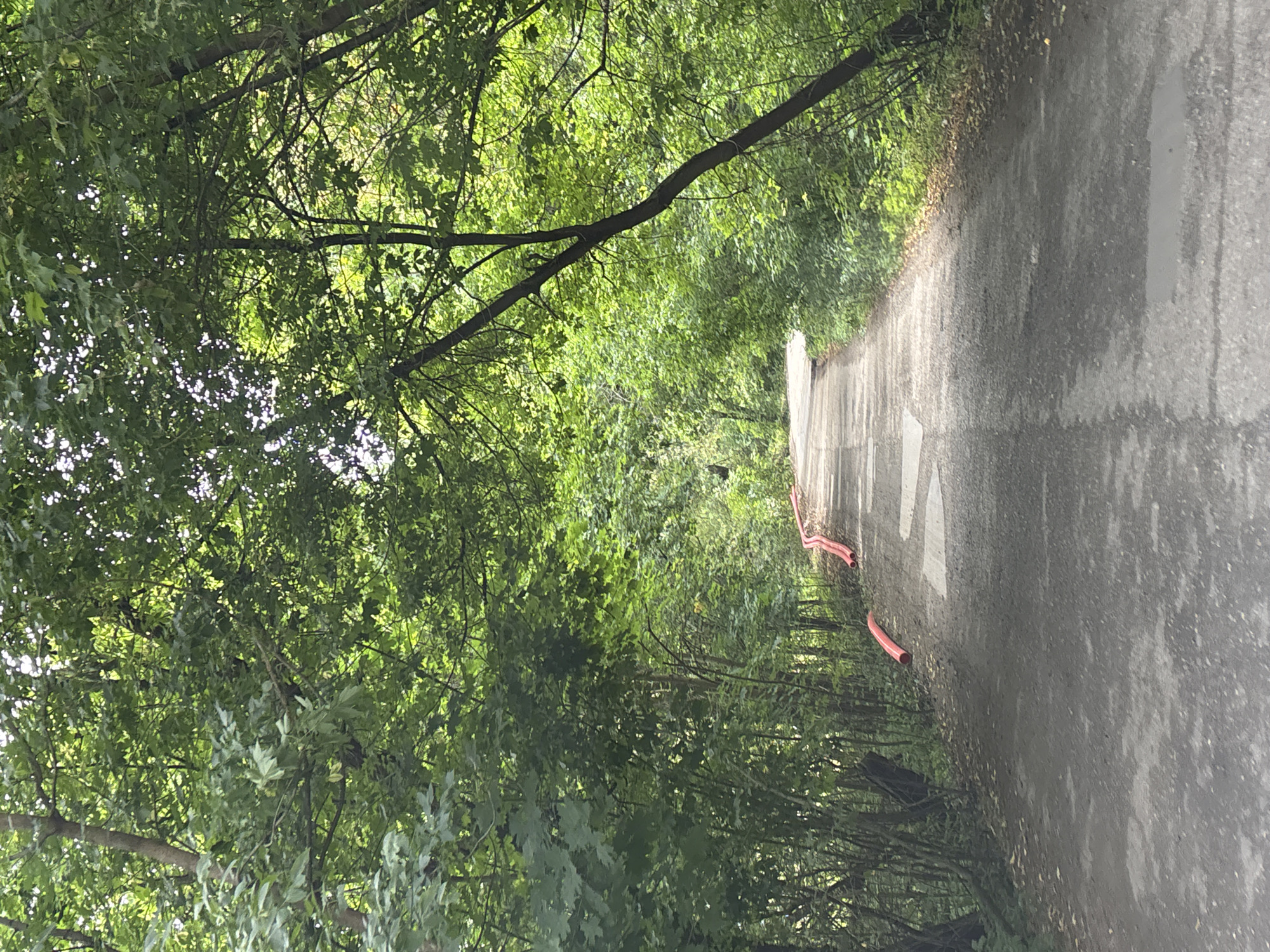 The image depicts a paved path winding through a dense, green forest. The path is wet in places, suggesting recent rain. Two bright orange, flexible pipes are laid across the path, curving away from the viewer. The forest canopy overhead creates a dappled light effect on the path, with sunlight filtering through the leaves. The trees are a mix of deciduous species, with lush green foliage. The scene appears to be in a natural park or woodland area, likely within or near the city of Zvenigorod, Russia, given its commonality for such landscapes in the region. No people are visible in the image.