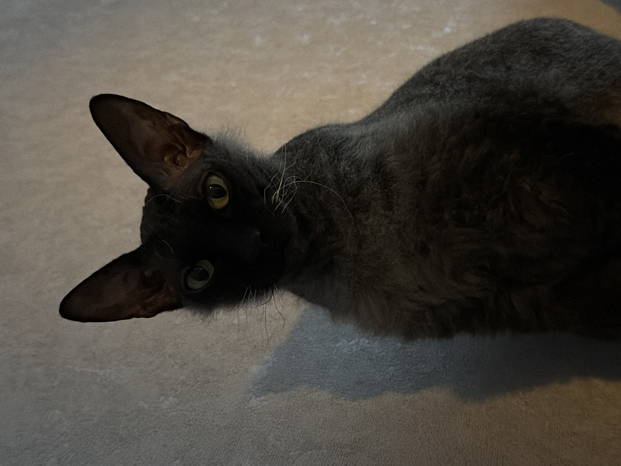 A dark grey or black cat with short, wavy fur, prominent white whiskers, and large, pointed ears is depicted seated indoors in an Unknown, Unknown location. Its yellow-green eyes, featuring vertically slit pupils, are directed towards the viewer. The background consists of a light-colored, textured wall. Illumination is low, casting a distinct shadow of the cat onto the wall to the left of its body. No other subjects or objects are present within the frame.