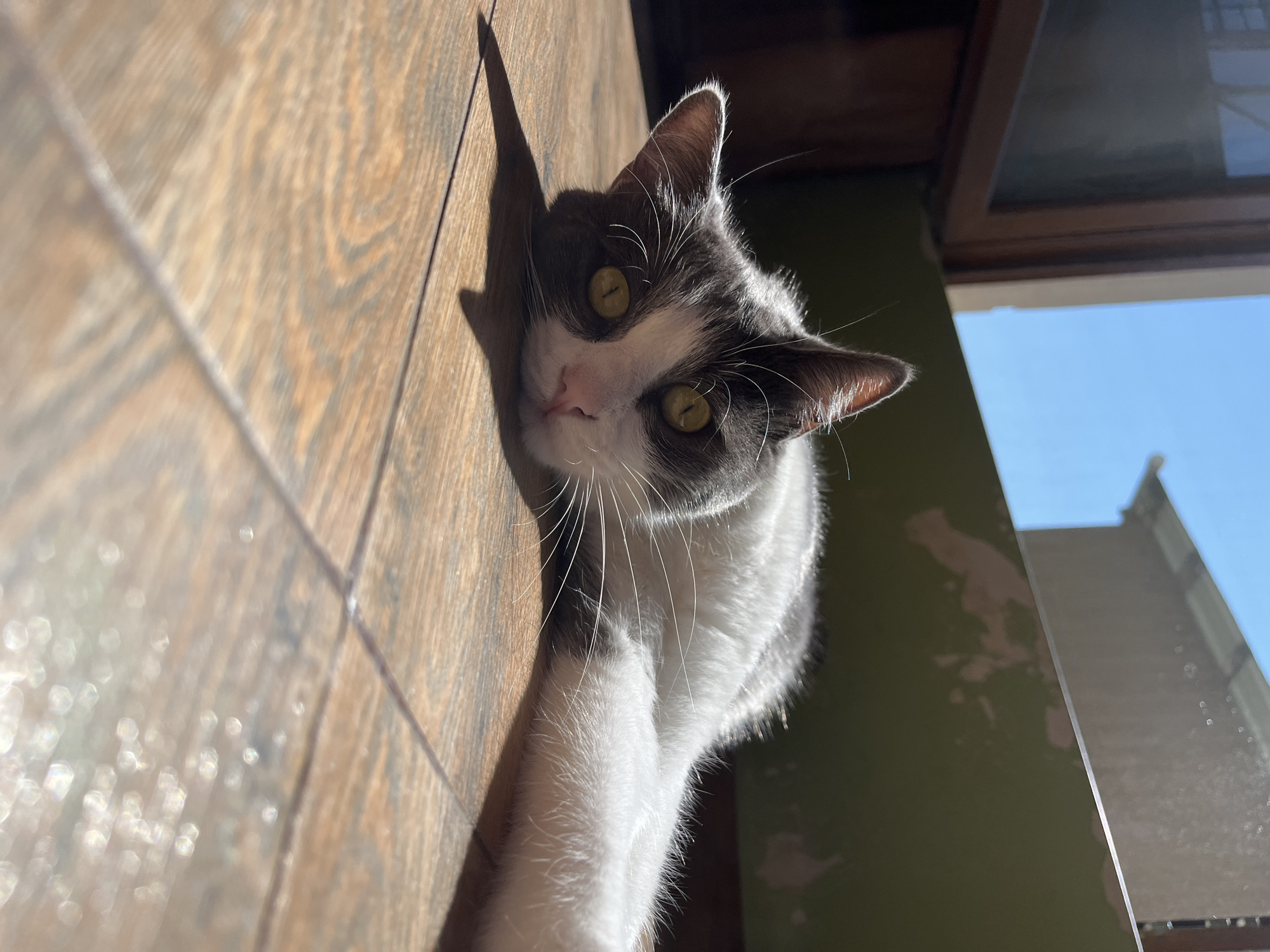 An adult domestic cat with grey and white fur lies on its side on a wooden floor bathed in sunlight. The cat's head is resting on the floor, with its eyes wide open and focused forward. Its body stretches out to the right, with its paws extended. The background shows a window and a wall with peeling paint. The scene appears to be indoors, likely in a residential setting in Ureki, Georgia, as indicated by the architectural style and natural light. The lighting suggests it is daytime, possibly late morning or early afternoon, given the angle of the sun.