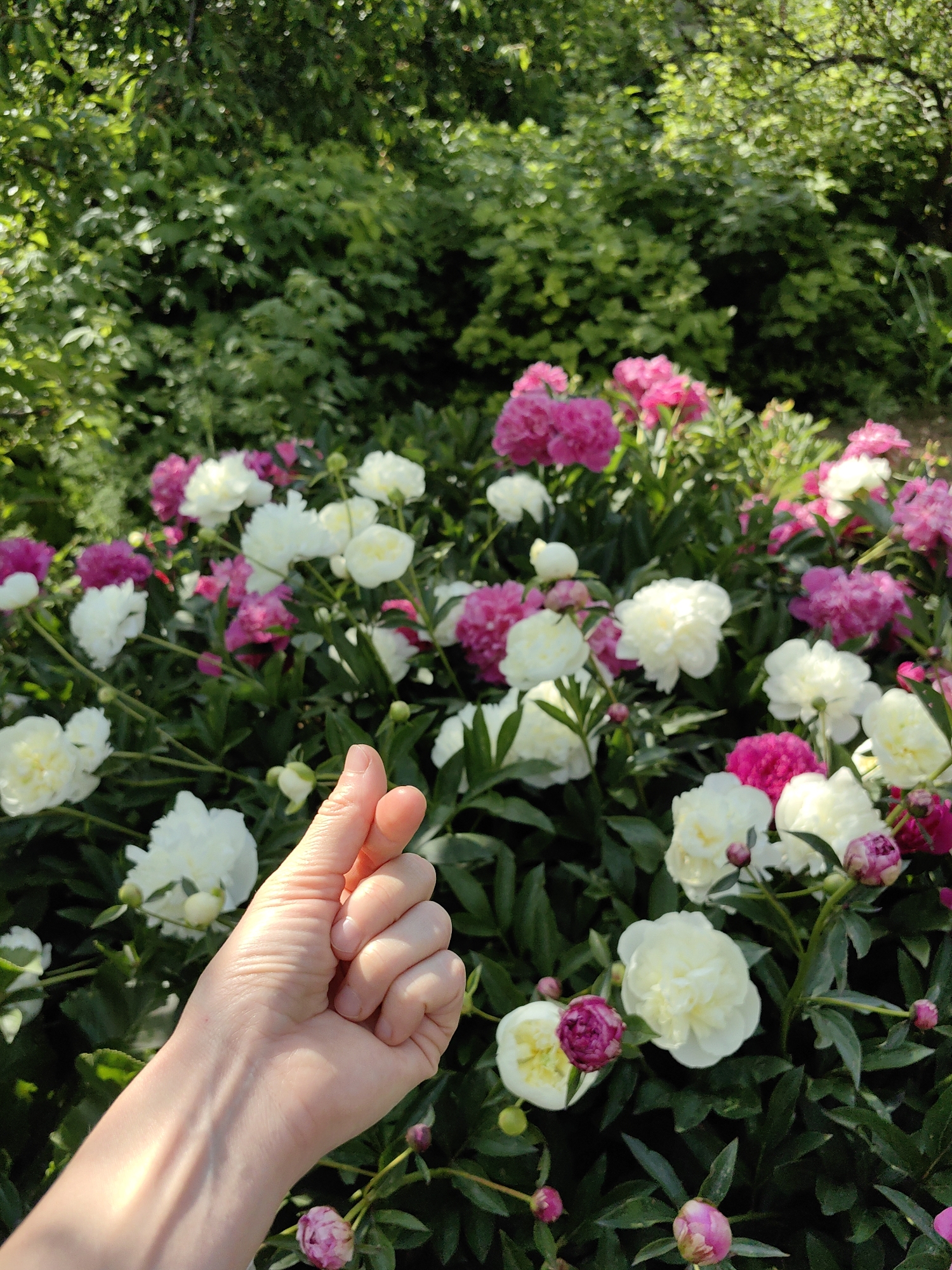 This image depicts a sunlit outdoor garden scene, situated in Ароматновское сельское поселение, Ukraine, primarily featuring a dense bed of blooming peonies. In the lower-left foreground, a fair-skinned human hand is positioned, with the thumb and index finger pressed together in a pinching gesture; no object is visibly held. The hand is illuminated by direct sunlight, highlighting skin texture. The main floral display consists of numerous peonies in full bloom and some in bud, exhibiting colors of white/cream and various shades of vibrant pink and magenta, set against a backdrop of deep green foliage. The background comprises out-of-focus green trees and bushes, indicating a lush natural environment under bright conditions.