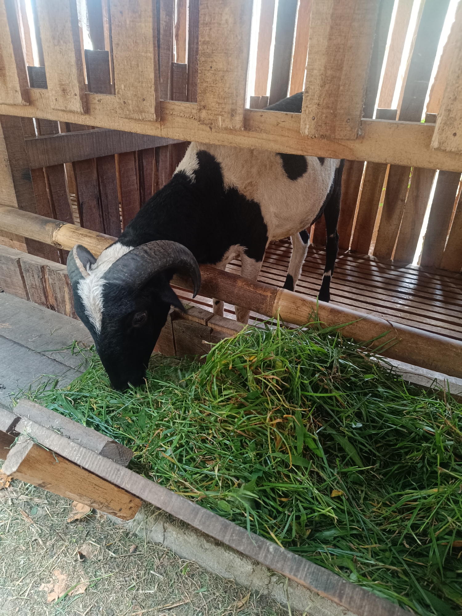 A black and white goat with large, curved horns is eating grass from a wooden trough inside a simple wooden pen in Jetis, Indonesia. The pen has vertical wooden slats and a slatted floor. The goat is facing left and its head is down in the grass. The ground outside the pen appears to be dirt and dry leaves. Sunlight streams through the slats of the pen, creating shadows.