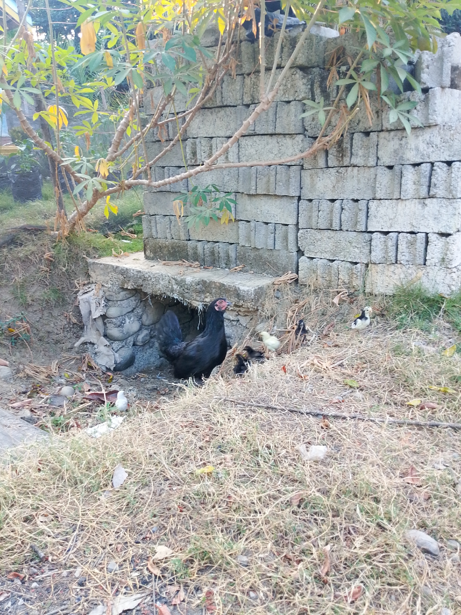 The image depicts an outdoor scene featuring a black hen with a red comb and wattle, standing next to a small opening under a concrete structure. Several small chicks are scattered around the hen and in the dry, grassy foreground. A wall made of grey concrete blocks is visible behind the hen and chicks. Vegetation, including branches with green and yellow leaves, extends from the left side of the frame over the concrete wall. The ground is covered with dry grass and scattered leaves, suggesting a rural or semi-rural environment. The overall impression is a naturalistic scene of domestic fowl in an outdoor setting. No specific details indicative of the city of Se'pon, Indonesia are present in the image.