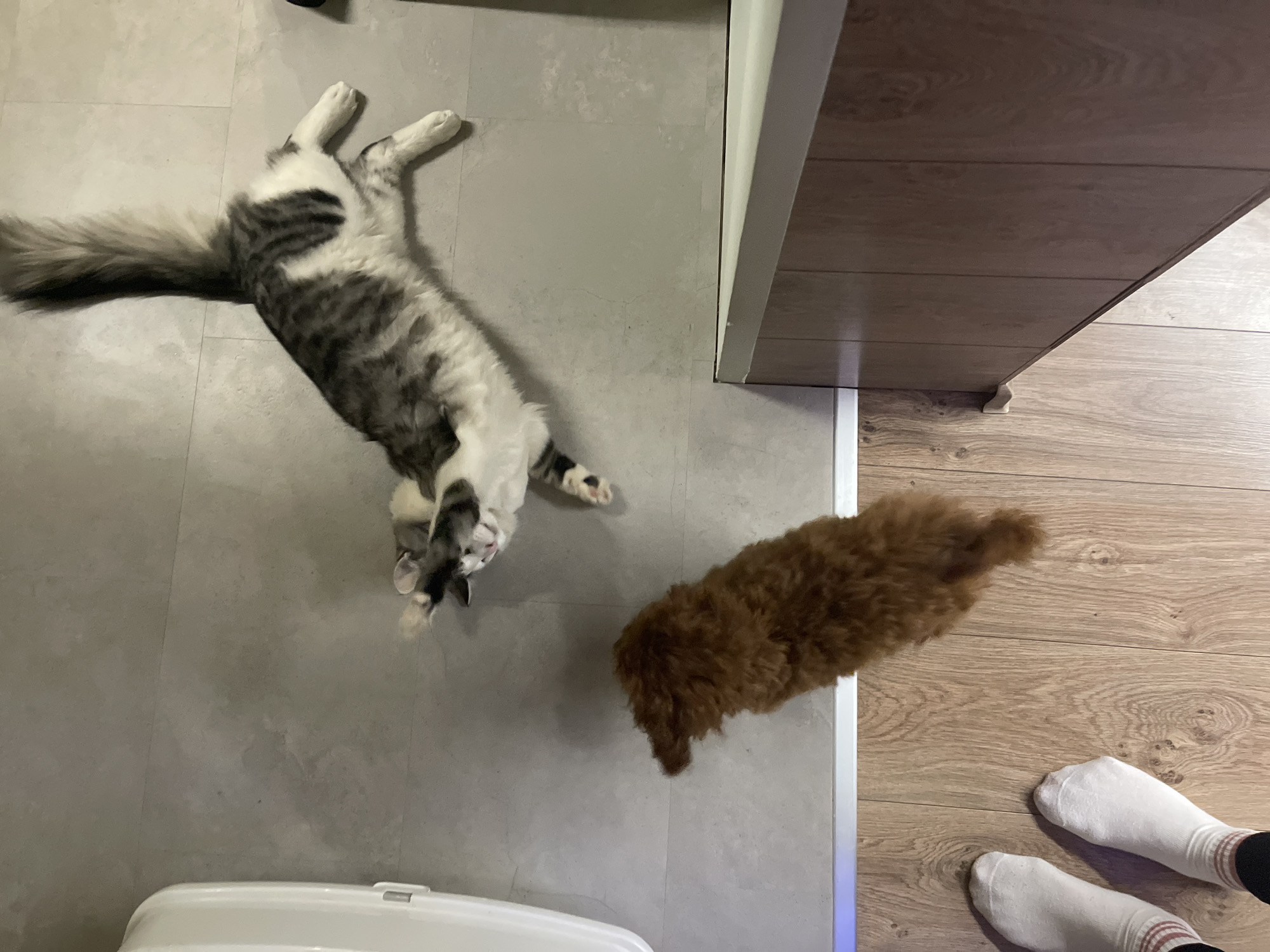 A high-angle shot depicts a scene on a tiled floor with a gray and white tabby cat lying on its back, legs outstretched. Next to the cat, a brown poodle stands facing the cat. A person wearing white socks is visible in the lower right corner of the image. A white object, potentially a litter box, appears in the lower left corner. The location and city are unknown.