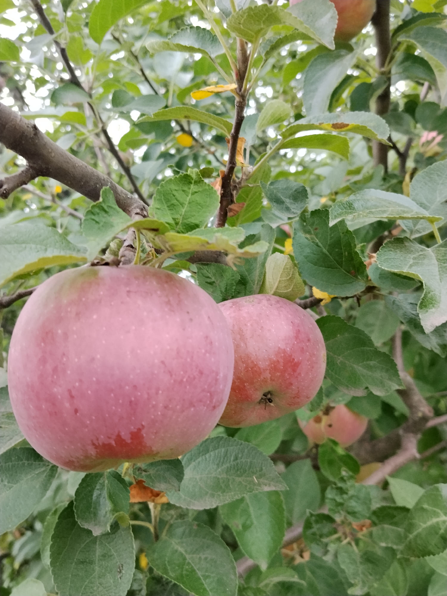 Two ripe, reddish-pink apples hang from a tree branch amidst green leaves and branches. The apples are in focus, with the one on the left being larger and closer to the viewer. In the background, out-of-focus apples and leaves suggest an orchard or garden setting. The image appears to be taken outdoors during daylight, possibly in an orchard located in Hoholeve, Ukraine, given the context provided.