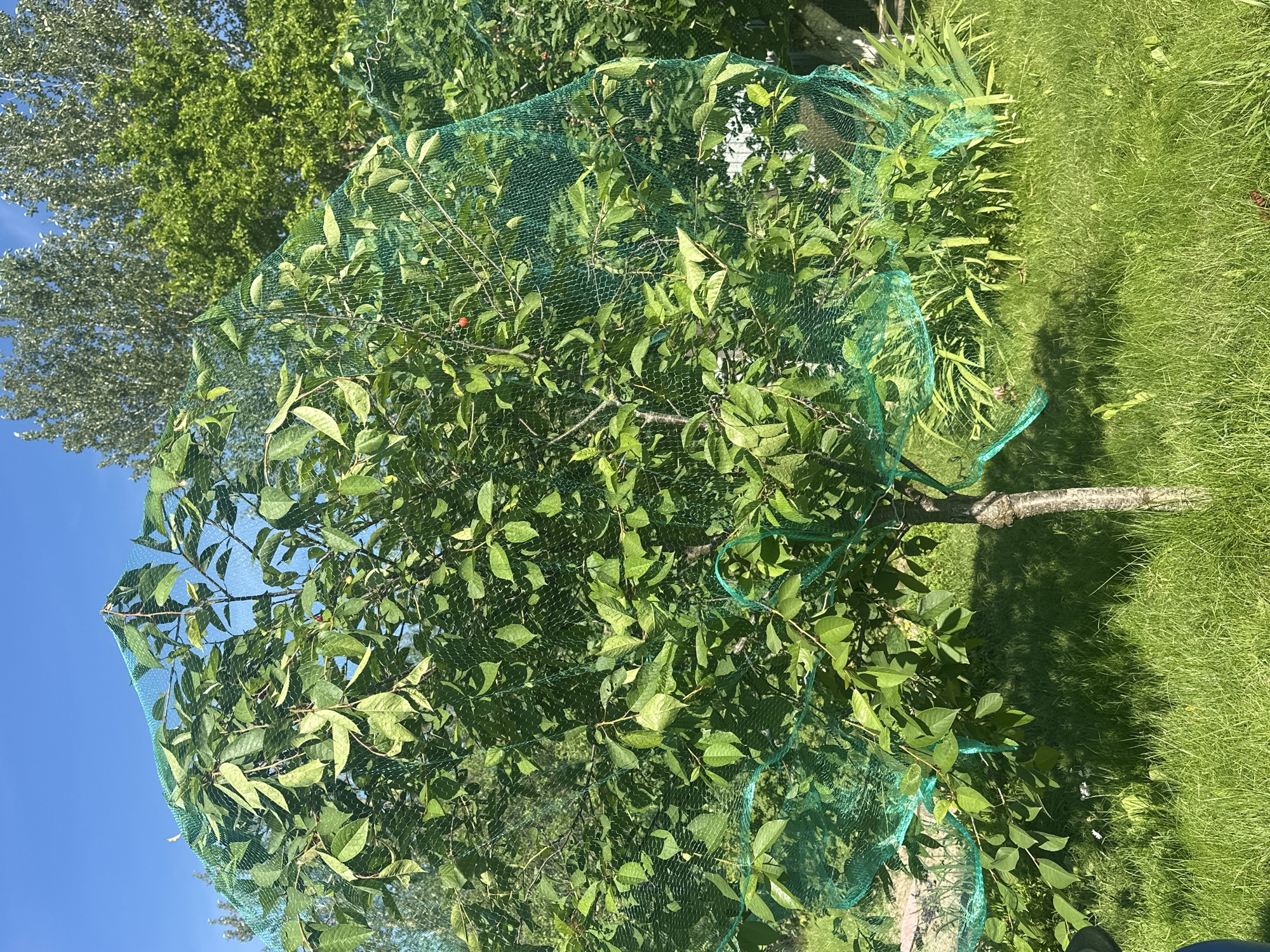 This image depicts a small, leafy tree covered in a green mesh net. The tree has a thin trunk and branches laden with green leaves. A few small red fruits are visible amongst the leaves, suggesting it may be a fruit tree, possibly a cherry tree, being protected from pests. The net is draped over the branches and secured in places, with some parts hanging loosely.
The tree stands in a grassy area, with lush green grass extending to the right of the frame. Behind the tree, to the left, other trees with dense foliage are visible, and the bright blue sky can be seen above. The lighting suggests it is daytime, likely a sunny day, indicated by the shadows cast on the grass.
The scene is set outdoors in a natural environment, likely a garden or orchard. The presence of the net highlights an activity of protecting the tree's produce. There is no visible text in the image. The overall mood is one of nature and a touch of human intervention for cultivation.