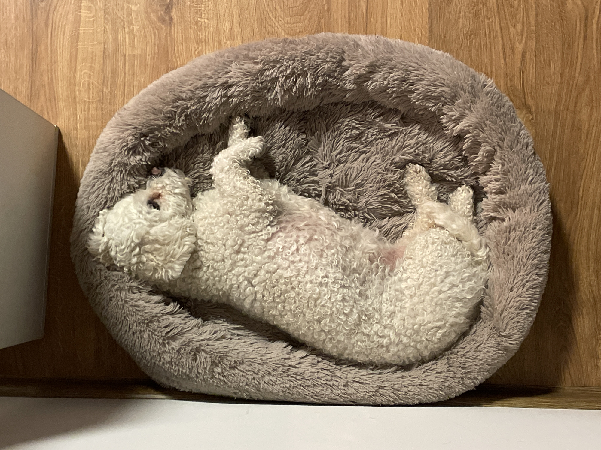 A small, white, curly-haired dog is lying on its back in a round, gray, fuzzy pet bed. The bed is placed against a light brown wood-paneled wall and a white surface. The dog's paws are curled upwards, and its belly is exposed. The scene appears to be indoors. There is no information about the location being in Yekaterinburg, Russia.