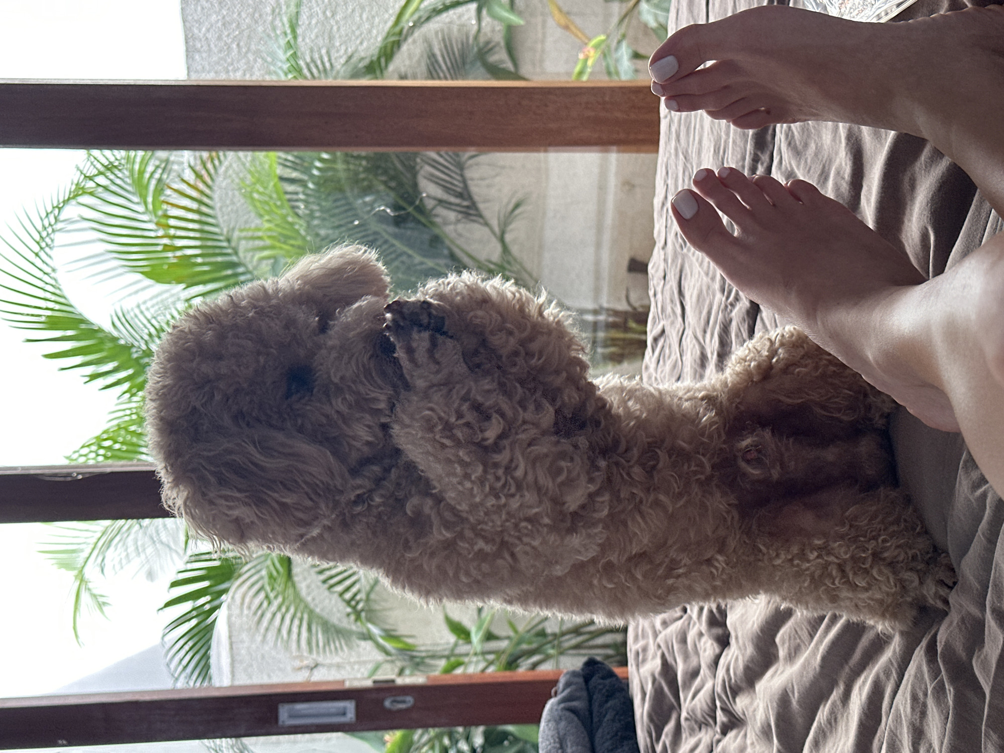 A medium, horizontal shot depicts a tan poodle in repose, with its forepaws raised near its face, situated on a bed with a textured gray duvet. A partial view of human feet with white-painted toenails is visible at the top right corner of the frame, alongside a portion of a human leg. Outside the window, a lush array of tropical plants is visible. The location is North Kuta, Indonesia.