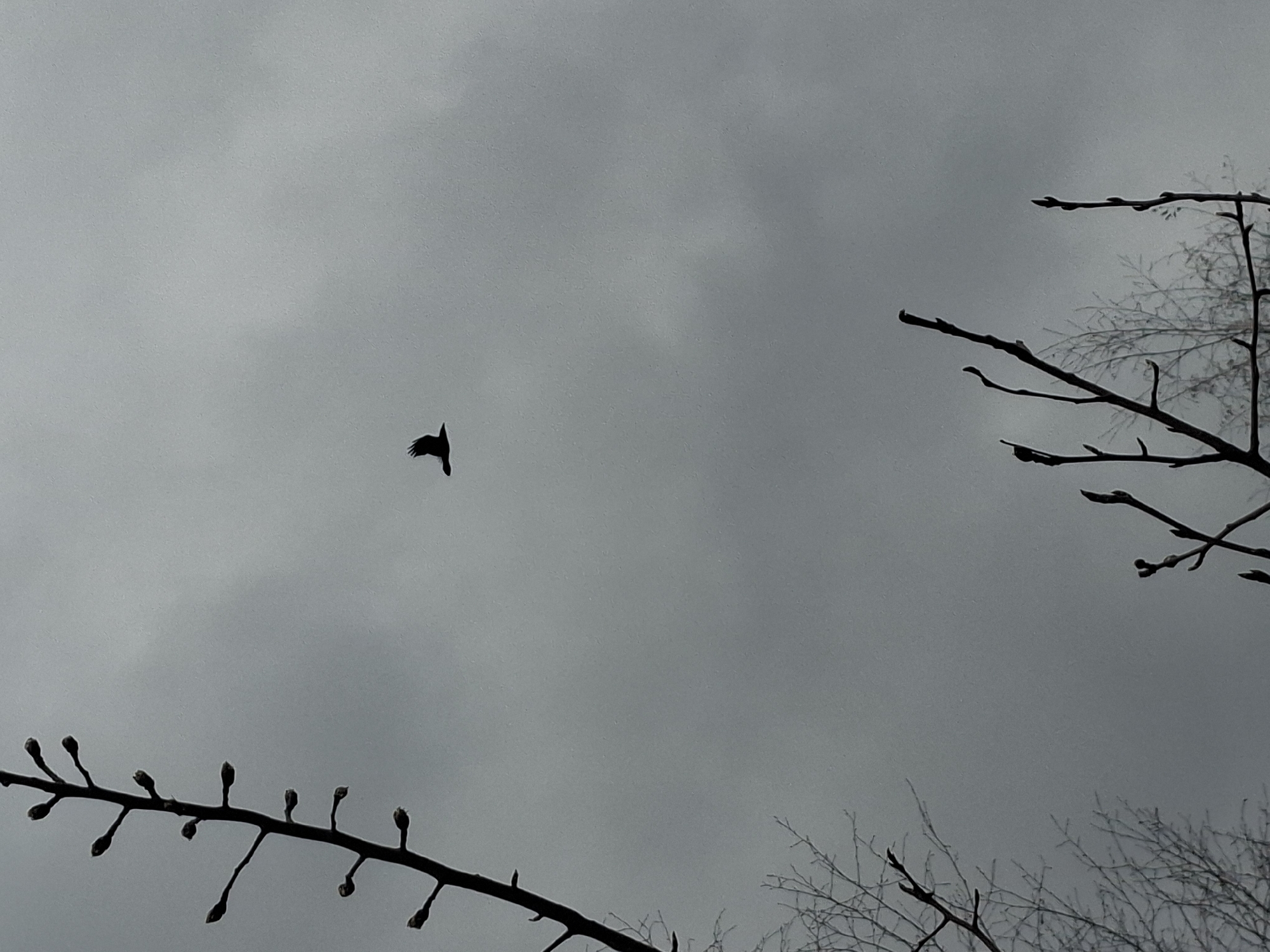 The image depicts a stark outdoor scene in Khlevnoye, Russia, under an overcast, gray sky. The primary subjects are a silhouetted bird in flight and several bare tree branches, some adorned with small buds.
The scene is dominated by shades of gray from the cloudy sky, suggesting a cold or damp atmosphere, likely late winter or early spring. A single, dark bird, possibly a crow or raven, is captured mid-flight, its wings spread, occupying the upper-left-center of the frame. Its silhouette stands out against the muted backdrop.
In the foreground, from the bottom-left, a prominent bare branch stretches upwards and right, clearly showing numerous small, developing buds. Another set of bare branches, with a more intricate, twiggy structure, extends from the right side of the frame, hinting at a larger tree. A third, less defined branch element is visible in the top-right corner. The details from the cropped images further emphasize the bareness of the trees and the distinct shape of the bird.
There is no discernible activity beyond the bird's flight. The overall mood is somber, tranquil, and natural, devoid of human presence or artificial elements. No text is visible in the image.