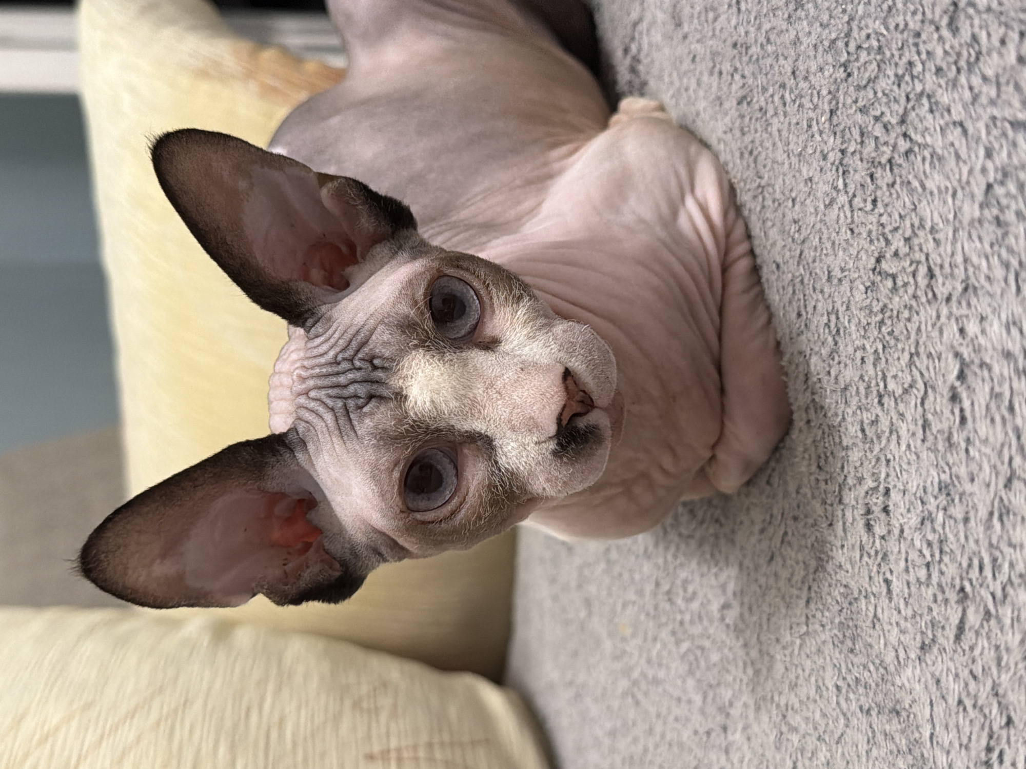 A close-up, eye-level, vertical medium shot shows a Sphynx cat with pale pink skin and dark grey markings on its ears and head, sitting on a textured grey surface. The cat's large, prominent ears are dark grey on the outside and pale pink on the inside. Its large, pale blue eyes are looking directly at the camera. The cat's forehead is wrinkled, and it has a small black marking on its nose and upper lip. The cat's body is curled up, with its front paws tucked underneath its chest. The background is slightly blurred, with a large, pale yellow pillow visible behind the cat's head. The lighting is even, with no harsh shadows. The image appears to be taken indoors.