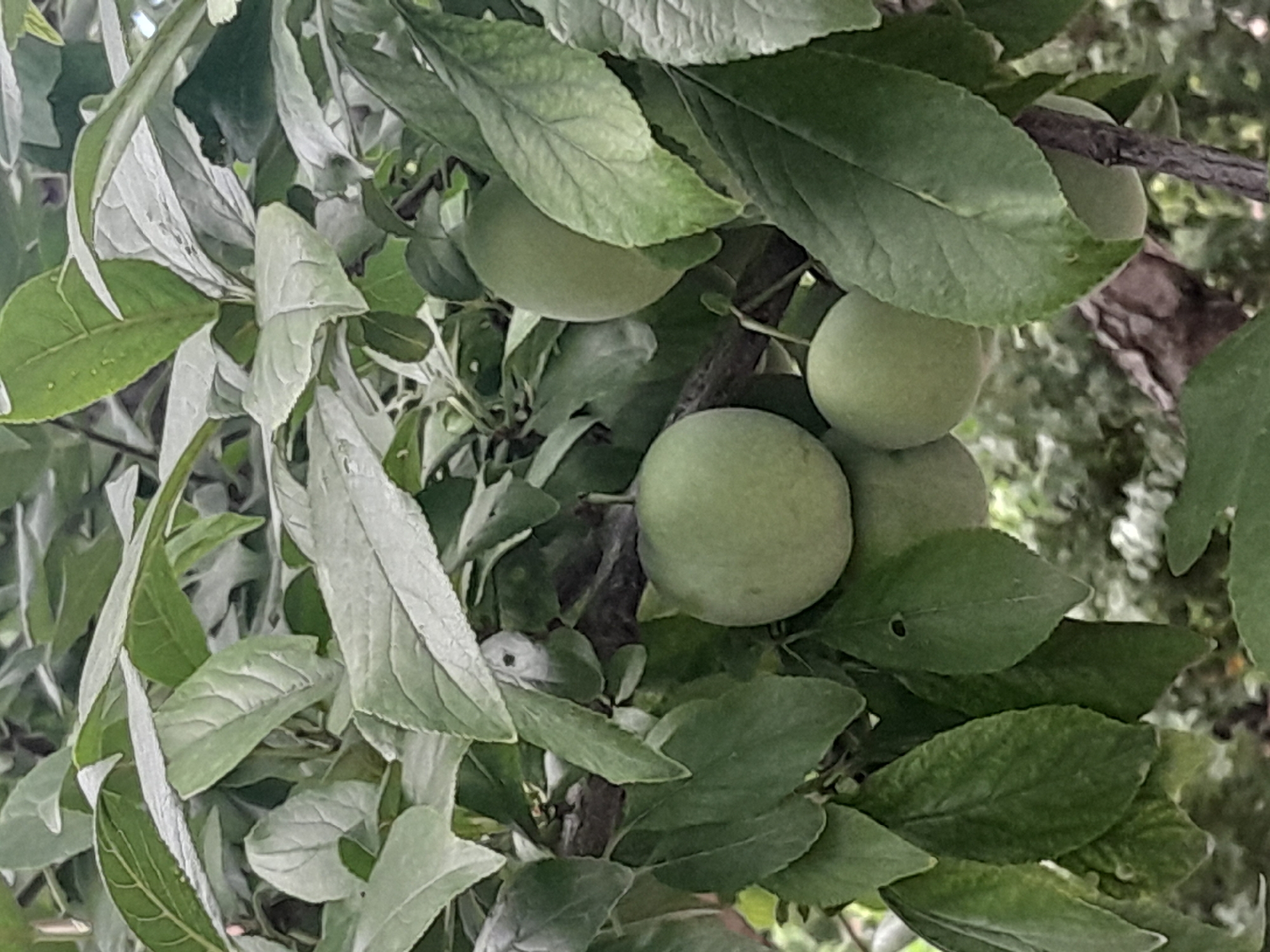 A close-up, eye-level shot shows several unripe, green plums on a branch of a plum tree. The plums are round to oval in shape and are clustered together. The tree is covered in lush green leaves, some of which are slightly faded or tinged with a grayish hue. The background is blurred, suggesting a natural, outdoor setting. The overall impression is one of nature and early fruit development.