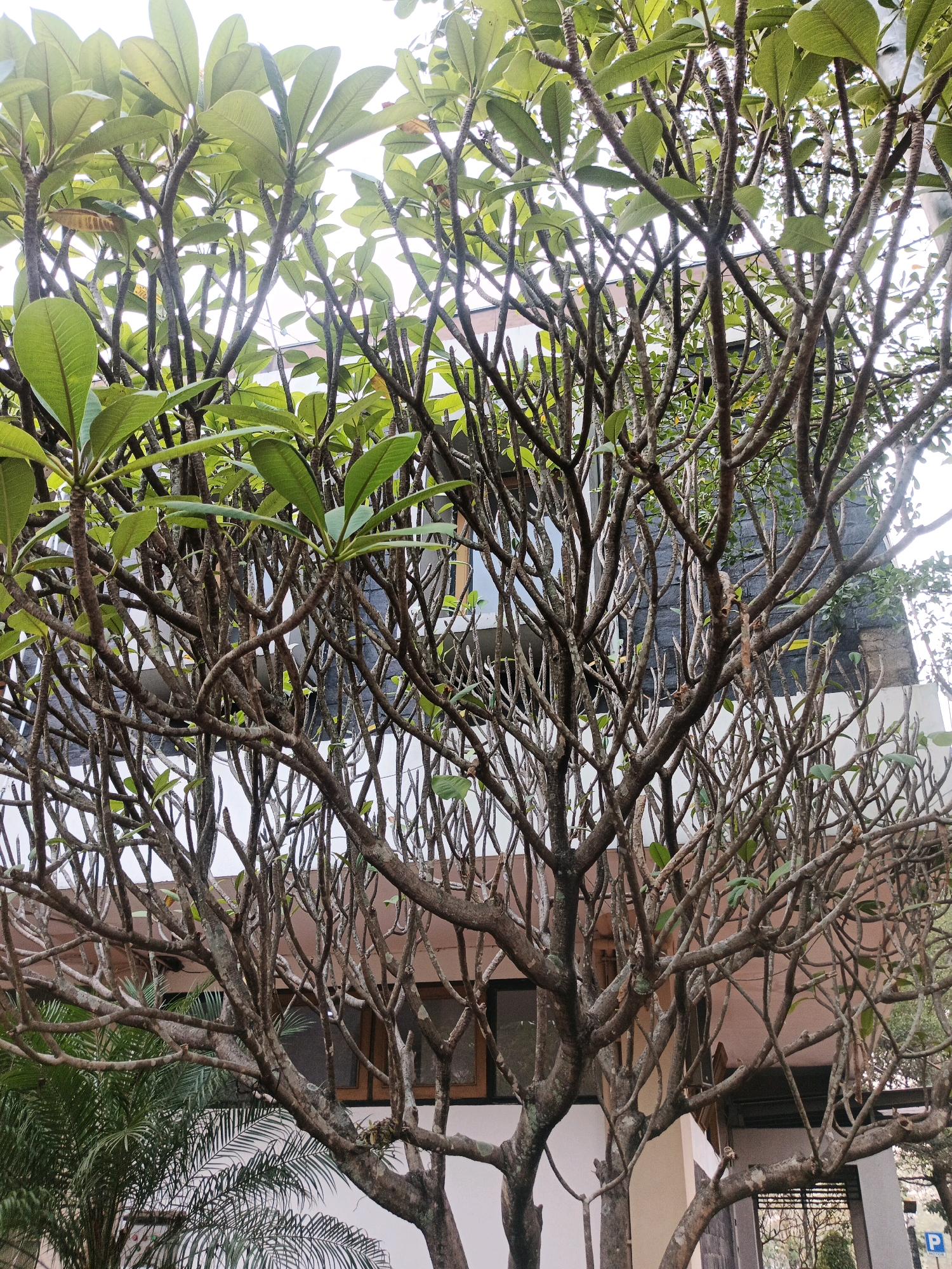 The image shows a frangipani tree with many branches and some green leaves. Behind the tree, there is a building with windows and a brown roof. The building appears to be a modern structure, possibly an apartment building or office building. In the lower left corner of the image, a palm tree is visible. The overall scene suggests an urban environment. The image was captured on a cloudy day, with soft lighting. The frangipani tree is in the foreground, dominating the frame with its intricate network of branches. The building in the background provides a stark contrast to the natural elements of the tree and palm. The image is taken from a medium distance, allowing for a good view of both the tree and the building.