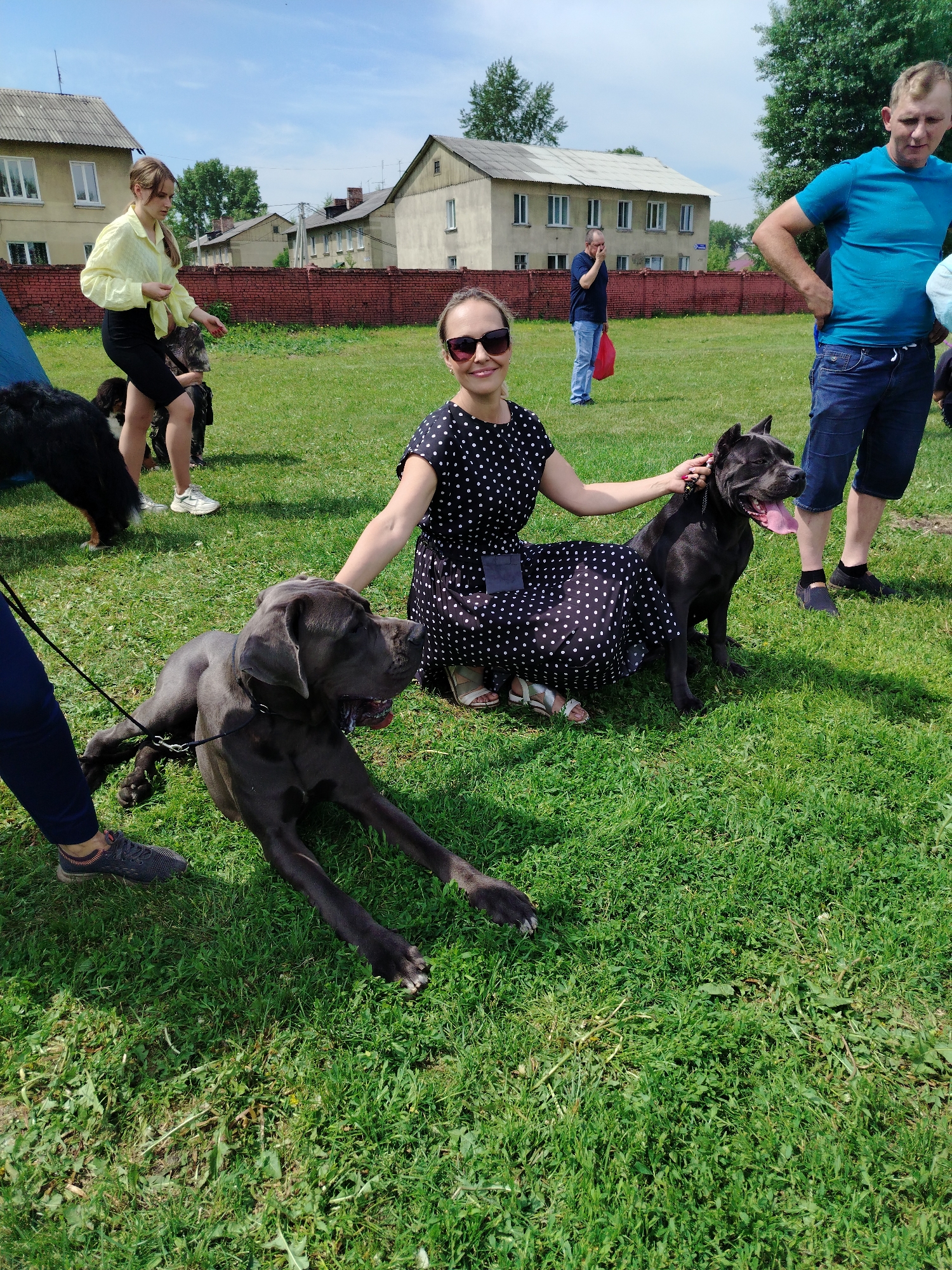 This image, captured in Kiselyovsk, Russia, displays an outdoor scene on a bright, sunny day within a grassy field. In the central foreground, a woman wearing a black polka-dot dress and sunglasses kneels, smiling towards the viewer. Her left hand rests on the back of a large, dark grey dog, consistent with a Great Dane, which lies prone facing right, panting with an open mouth; it wears a black collar and a visible leash. Her right hand is placed on the head of a black dog, consistent with a Cane Corso, which sits attentively to her right, also panting, with noticeably cropped ears. To the right of the kneeling woman, a man in a blue t-shirt and blue jeans stands with hands on hips, looking towards the right. In the mid-ground left, a young woman in a yellow long-sleeved shirt and black shorts stands, looking downwards towards a partially visible black and tan dog. A blue tent or tarp is partially visible on the far left. In the background, a red brick wall spans horizontally, behind which multiple light-colored two-story residential buildings are visible under a clear blue sky. A man in a dark blue shirt and jeans stands near one of the buildings, appearing to rub his face while holding a red bag.