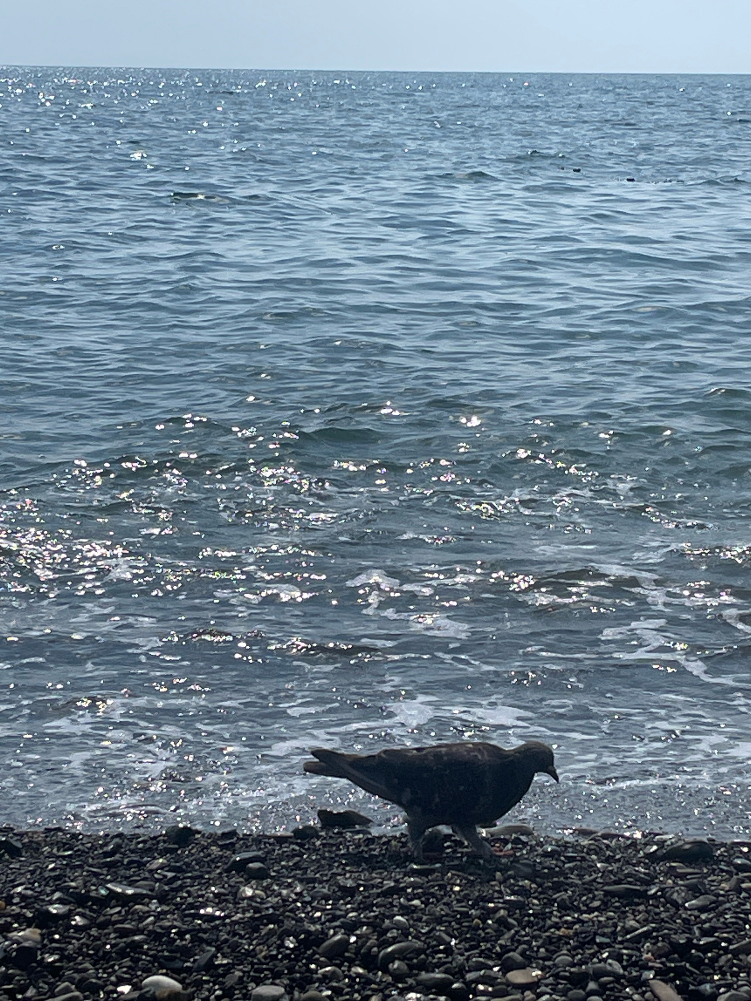 A pigeon stands on a pebble beach next to the ocean. The ocean is calm and reflects the sunlight, creating a shimmering effect. The sky is a pale blue. The image was taken in Sochi, Russia.