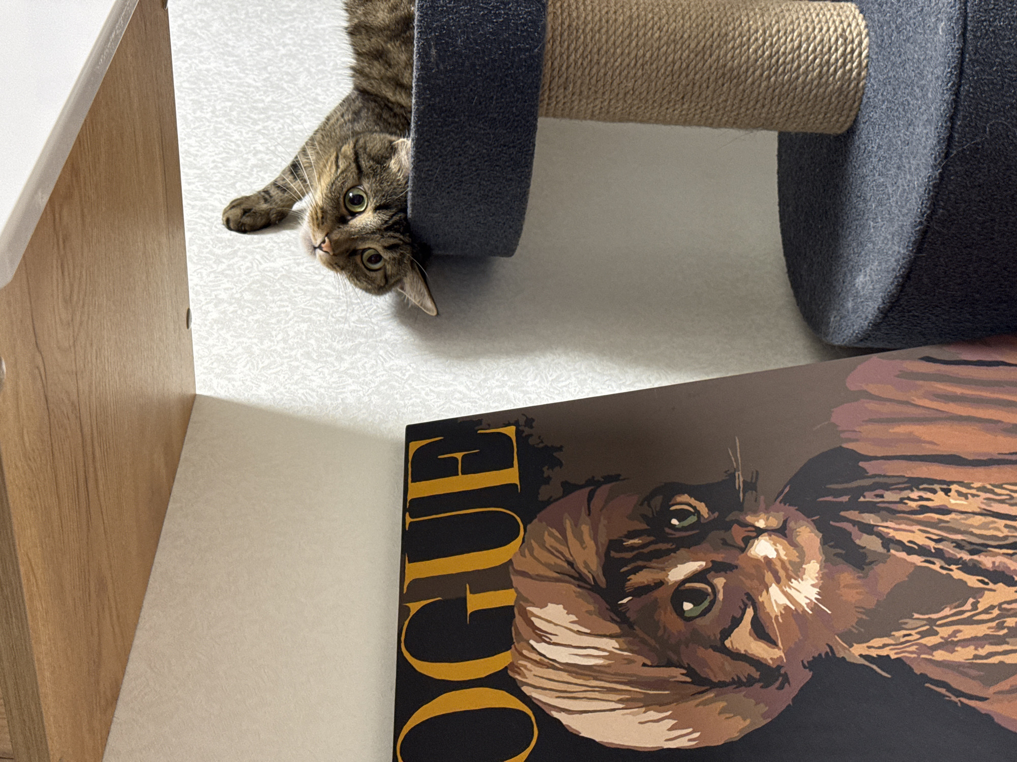 The image displays an indoor scene featuring a real tabby cat, a scratching post, and a cat-themed print. The brown tabby cat, with green eyes and striped fur, is lying on a light-colored floor. Its head is tilted upwards, looking directly at the camera with an alert and curious expression. The cat's body is partially visible, stretching out beside a blue scratching post that has a beige rope-wrapped column, both resting horizontally on the floor.
In the foreground, an artwork resembling a painting or print on canvas is visible, also positioned on the floor. This piece features a stylized depiction of a tabby cat's head, rendered in shades of brown, tan, and dark grey, with prominent green eyes that mirror the real cat's gaze. On the left side of this artwork, the word "OGUE" from "VOGUE" is prominently displayed in a bold, golden-yellow font against a dark background.
To the far left, a wooden furniture item or wall panel is partially visible. The lighting suggests a bright indoor environment, possibly during the daytime. The scene captures a moment of the cat observing its surroundings or engaging with the person taking the photo. The overall impression is domestic and playful. The location is Chaikovsky, Russia.