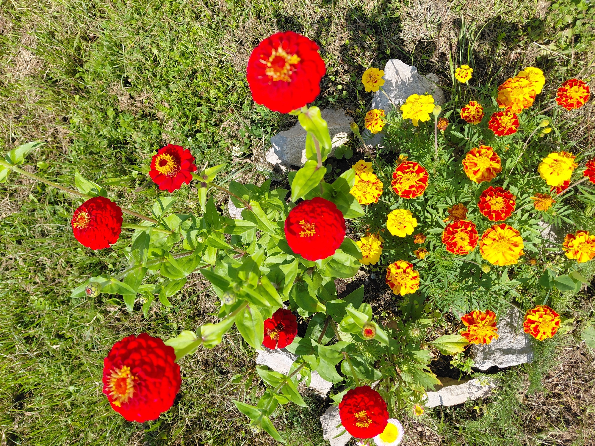 A high-angle, full shot captures a patch of garden flowers under natural daylight in Malinovka, Russia. The scene is dominated by a dense cluster of red and yellow zinnias, with some marigolds interspersed. Several large red zinnias are prominently displayed on tall stems, featuring bright yellow centers and densely layered red petals. Smaller yellow and red-and-yellow bicolor zinnias fill the lower portion of the frame, creating a vibrant tapestry of color. Green foliage forms a lush backdrop for the blooms. Scattered grey rocks are strategically placed around the flower bed, adding a naturalistic element to the garden design. The ground around the flowers is covered with green and dry grass, indicative of a well-tended but perhaps slightly arid garden environment. There are no people or animals visible in the frame. The overall impression is one of a colorful and lively garden display.