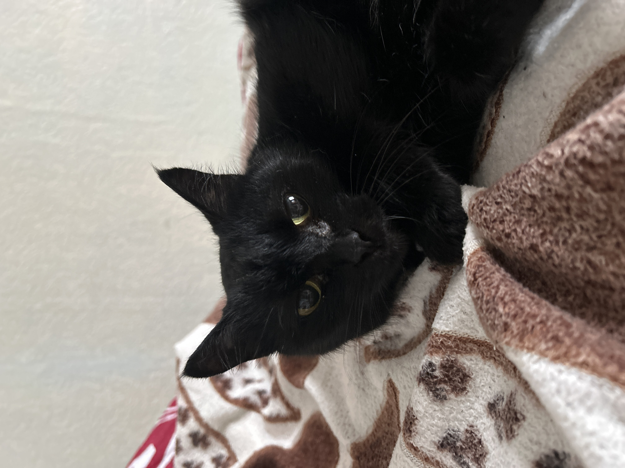 A close-up shows a black cat lying on a patterned blanket. The cat is tilted slightly to the side, looking at the camera with yellow-green eyes. The blanket has a light background with brown and red patterns. The background is a plain off-white. The location Фоки, Russia is not discernible from the image.