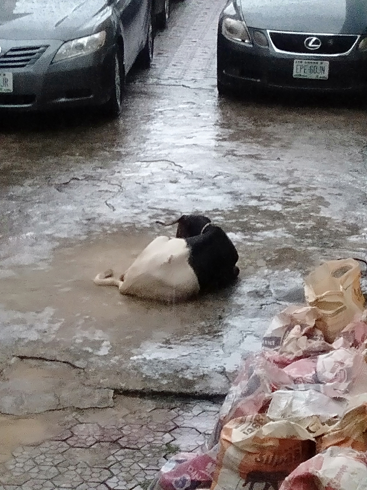 The image shows a street scene in Shangisha, Nigeria, featuring two parked cars at the top of the image. On the left is a dark-colored sedan with the partial license plate “…JR”. To the right is a dark-colored sedan with the license plate “CPE 60JN” partially visible. The road surface is cracked and wet, covered by a large puddle. In the puddle lies a dog with a black head and a light-colored body. To the right of the dog, a pile of what appears to be discarded packaging materials is visible. The overall lighting suggests it is either a rainy or overcast day.
