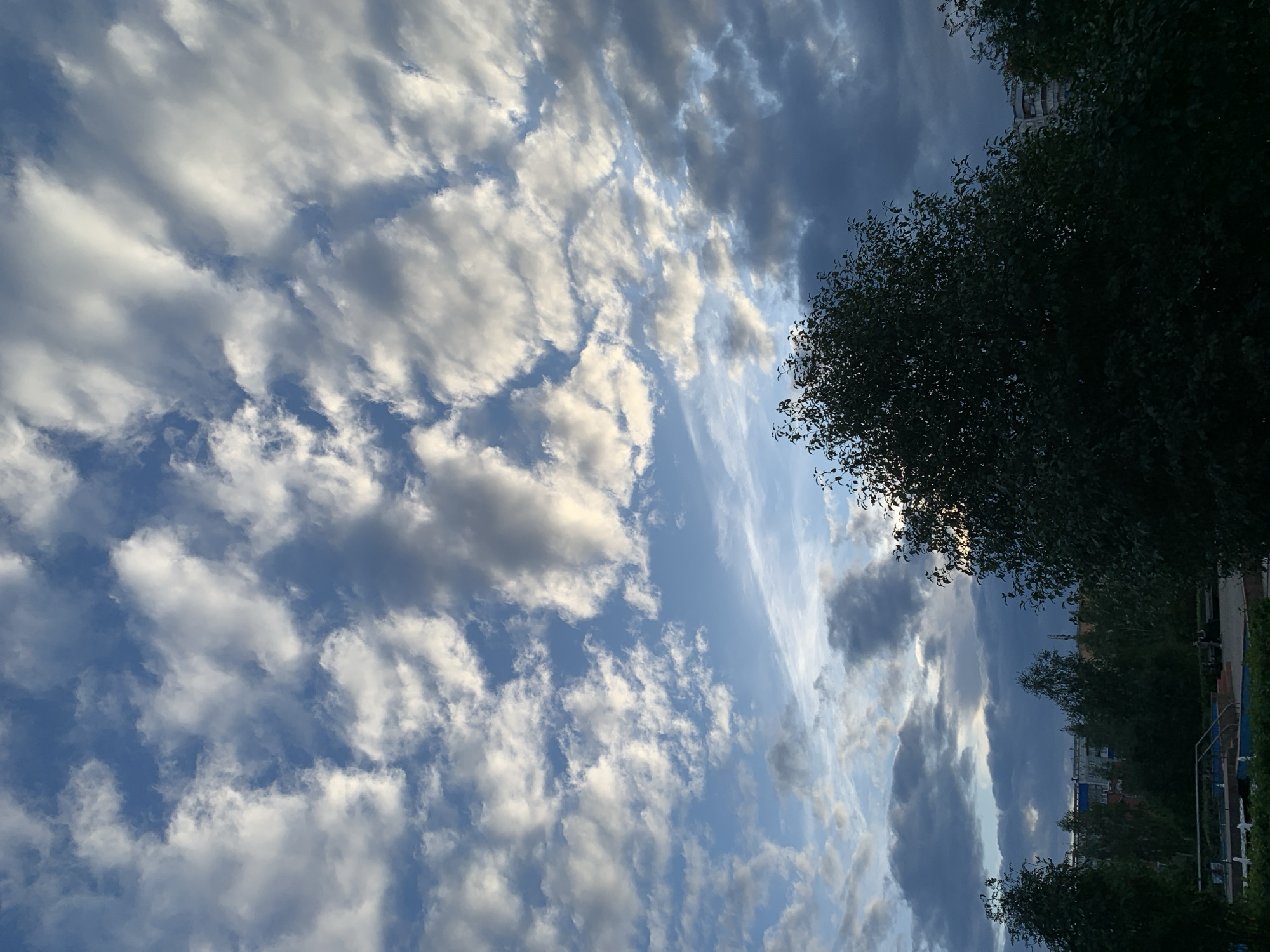 The image shows a view of the sky over Prokopyevsk, Russia, dominated by a mix of white and dark clouds. A large, dark green tree occupies the foreground, partially obscuring the view of buildings and other trees in the background. The buildings appear to be apartment blocks, common in urban areas. There are no discernible people or actions taking place in the scene. The overall impression is that of an overcast sky with a hint of sunlight breaking through the clouds.