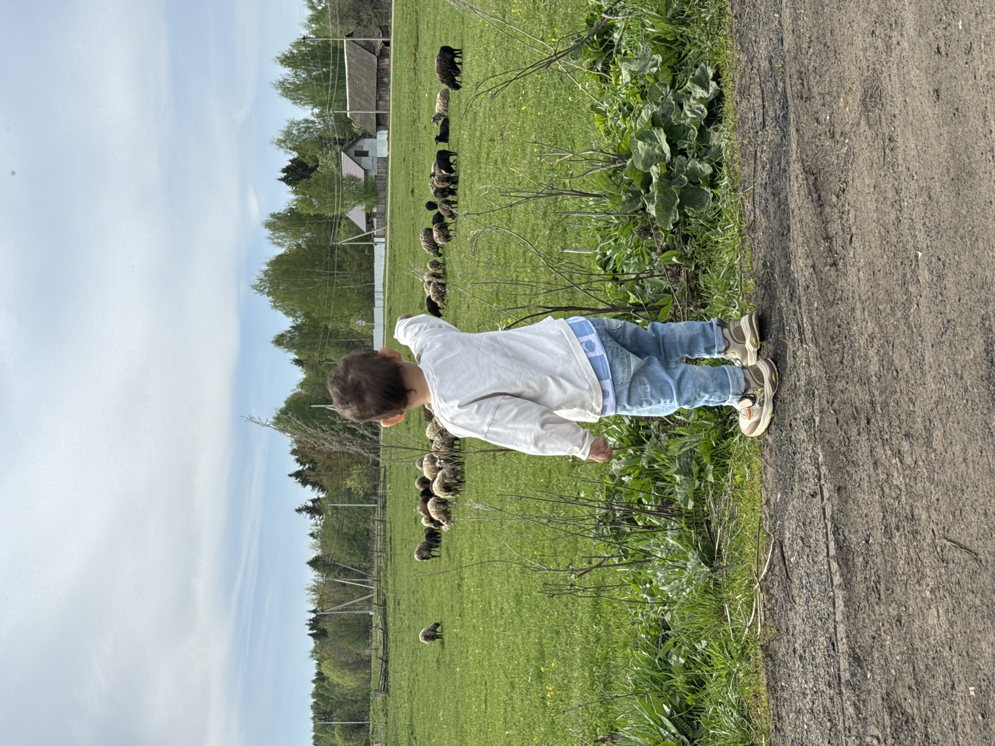 A young child is standing on a dirt road next to a grassy field in Большой Букор, Russia. The child is wearing jeans, a white long-sleeved shirt, and sneakers, looking towards a flock of sheep grazing in the field. The environment includes trees, a sky with clouds, and buildings in the distance.