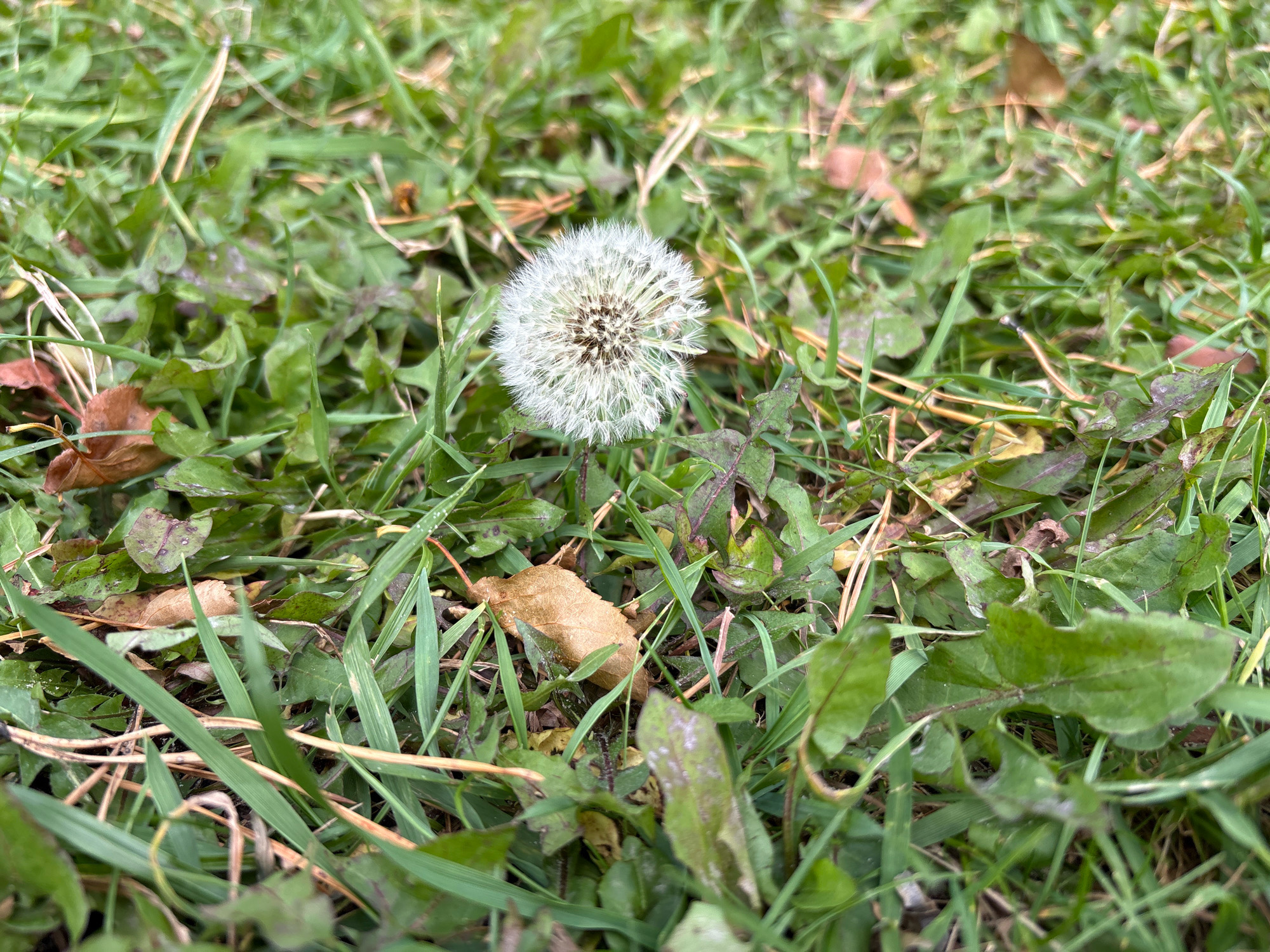 A close-up, eye-level shot shows a dandelion seed head resting on the ground amidst green grass, fallen leaves, and other vegetation. The dandelion is the central subject, appearing white and fluffy, with individual seeds clearly visible. The surrounding environment is natural, suggesting an outdoor setting likely within the city of Zapadny, Russia. The lighting is natural and appears to be overcast, casting soft shadows. No people or animals are present in the frame, and there are no discernible actions or interactions occurring. The overall scene is one of a natural outdoor environment with a focus on the detail of the dandelion.